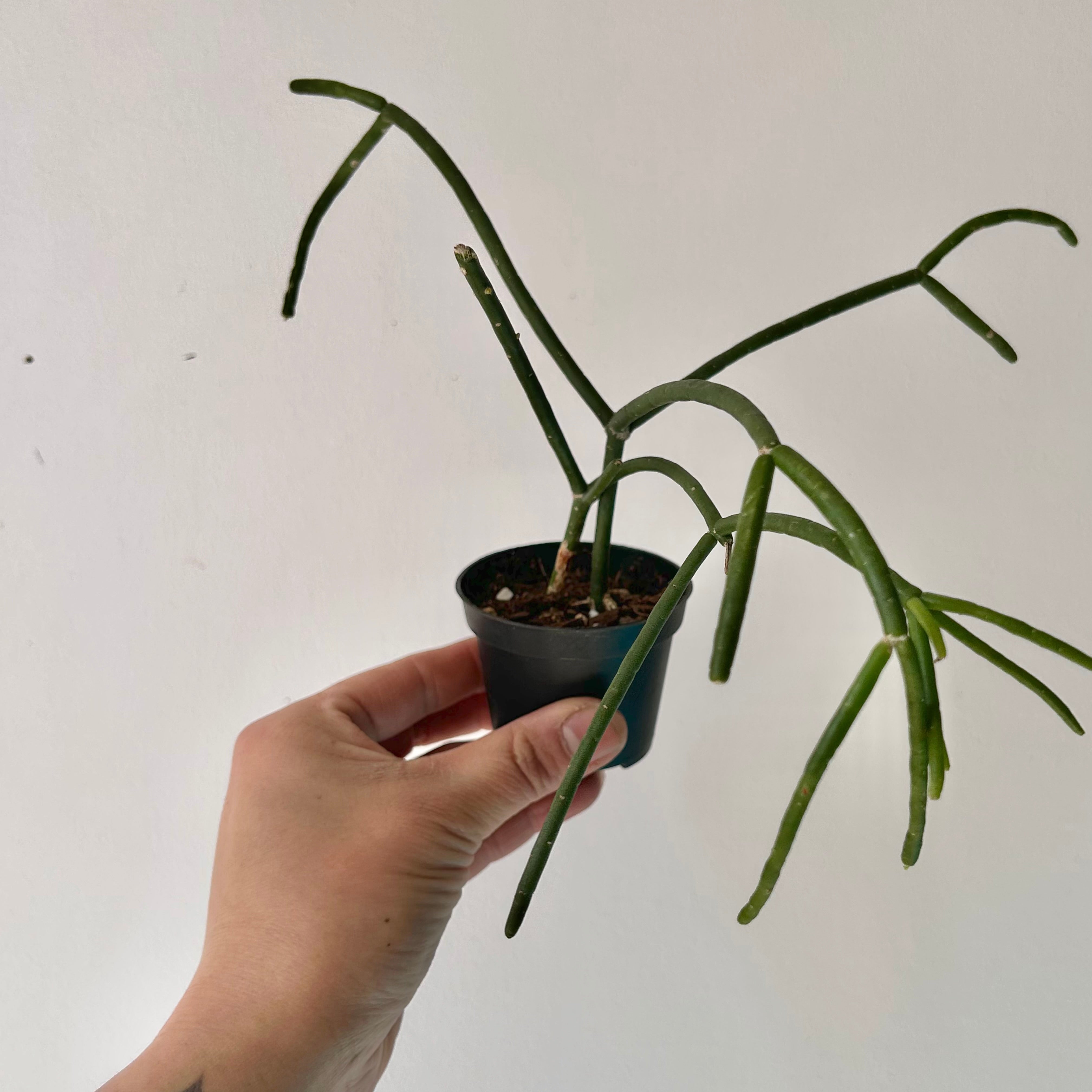 Rhipsalis heteroclada 2.5”pot