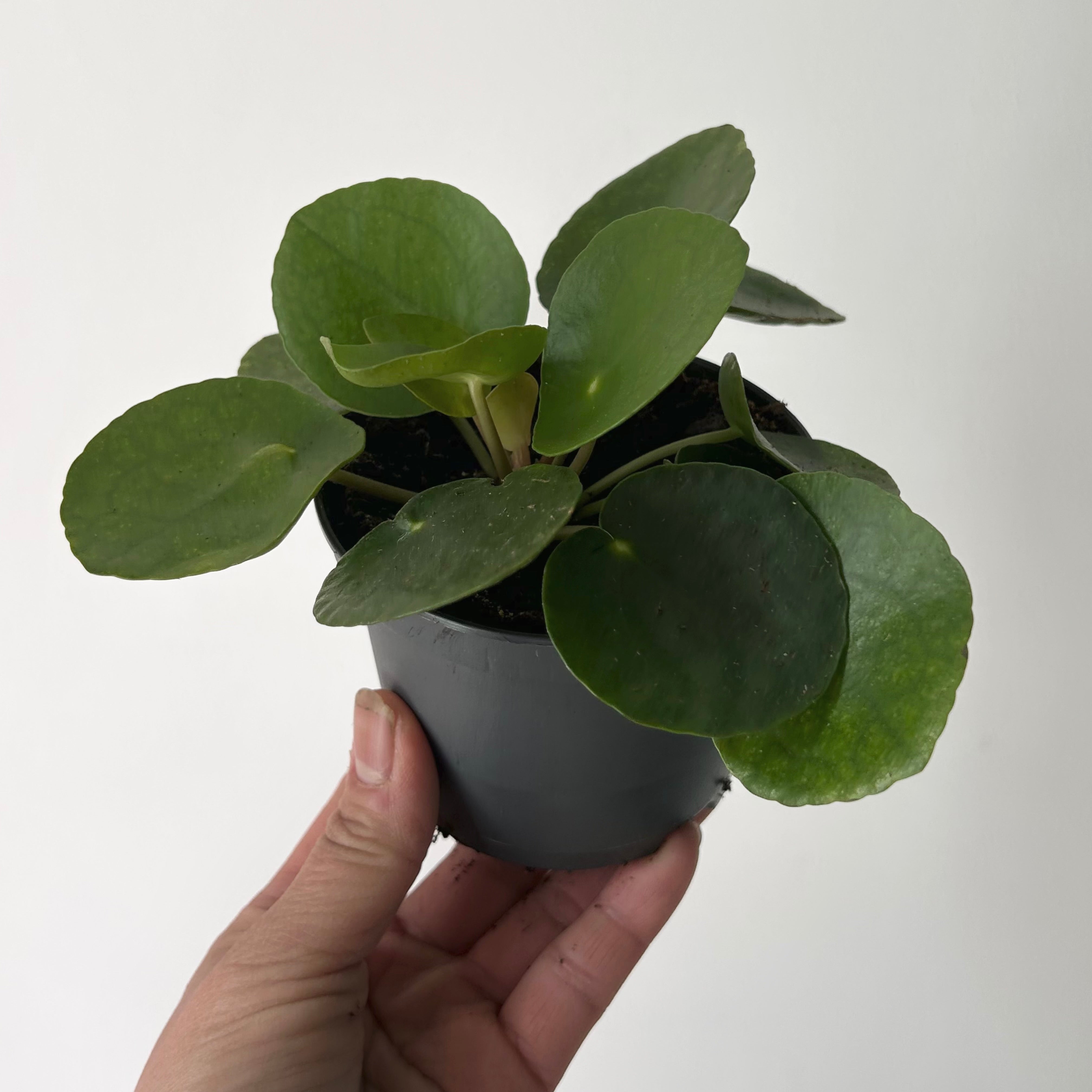 Chinese Money Plant (Pilea Peperomioides) 3.5”pot