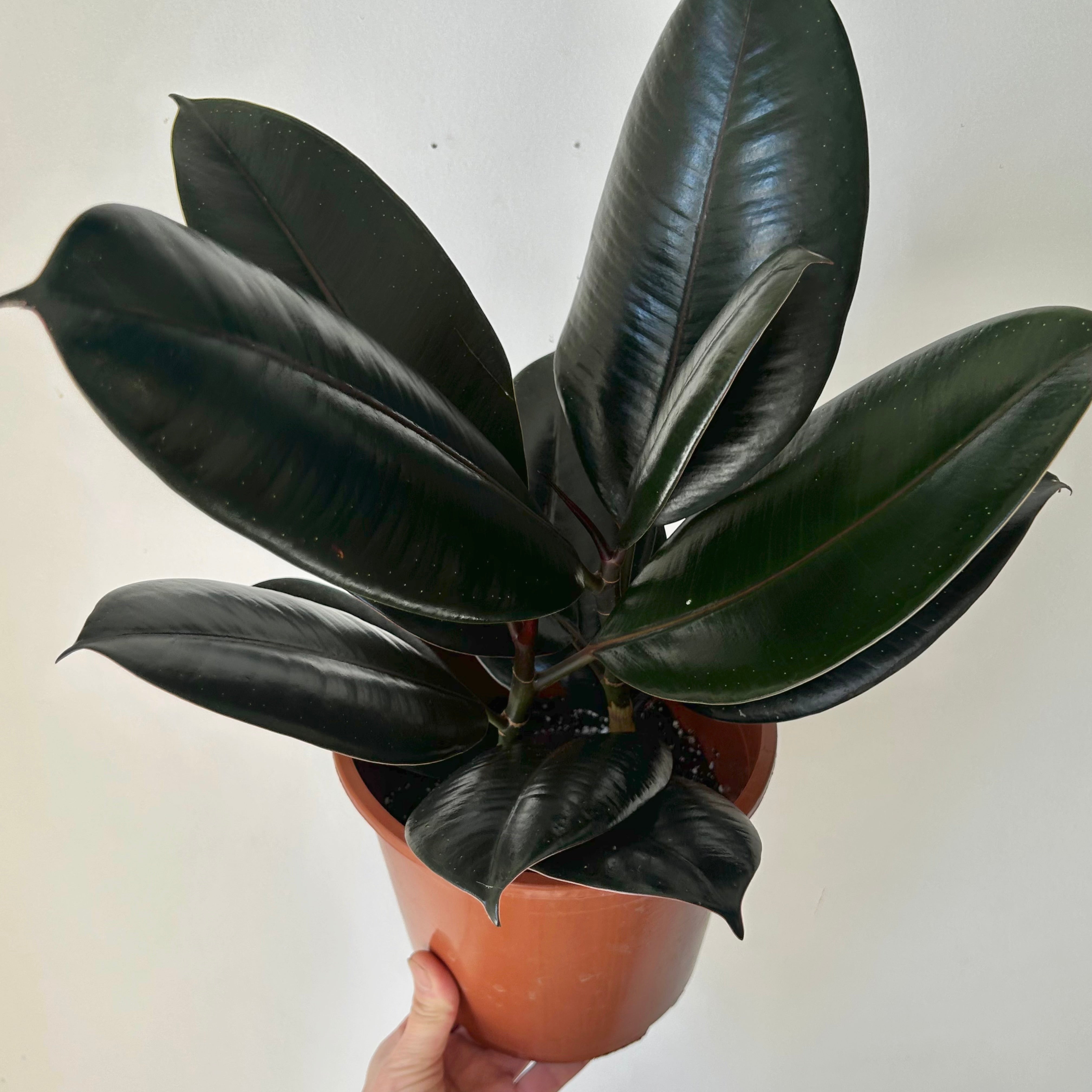 Burgundy Rubber Fig Column (Ficus Elastica) 5”pot