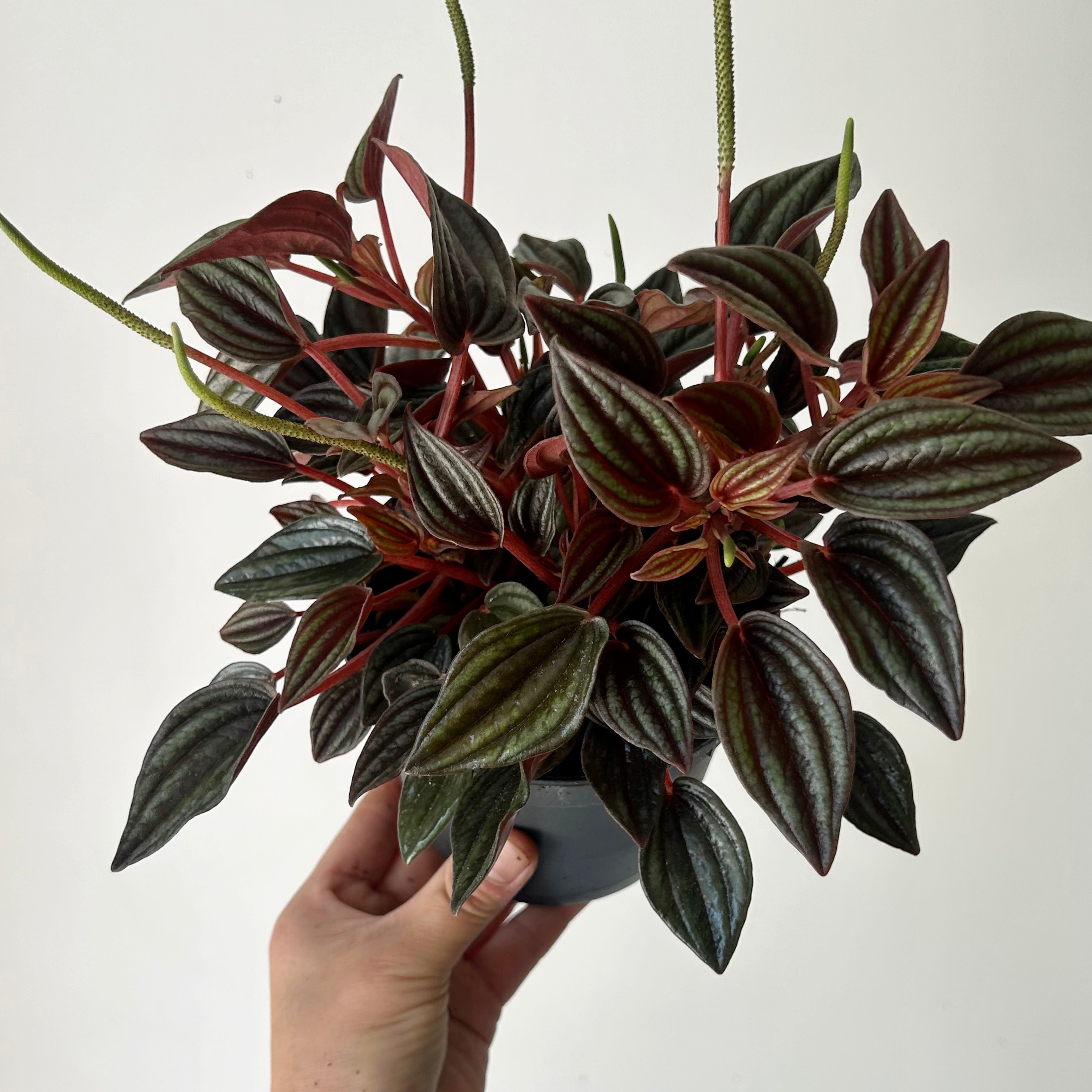 Peperomia caperata “Lima” 5” pot
