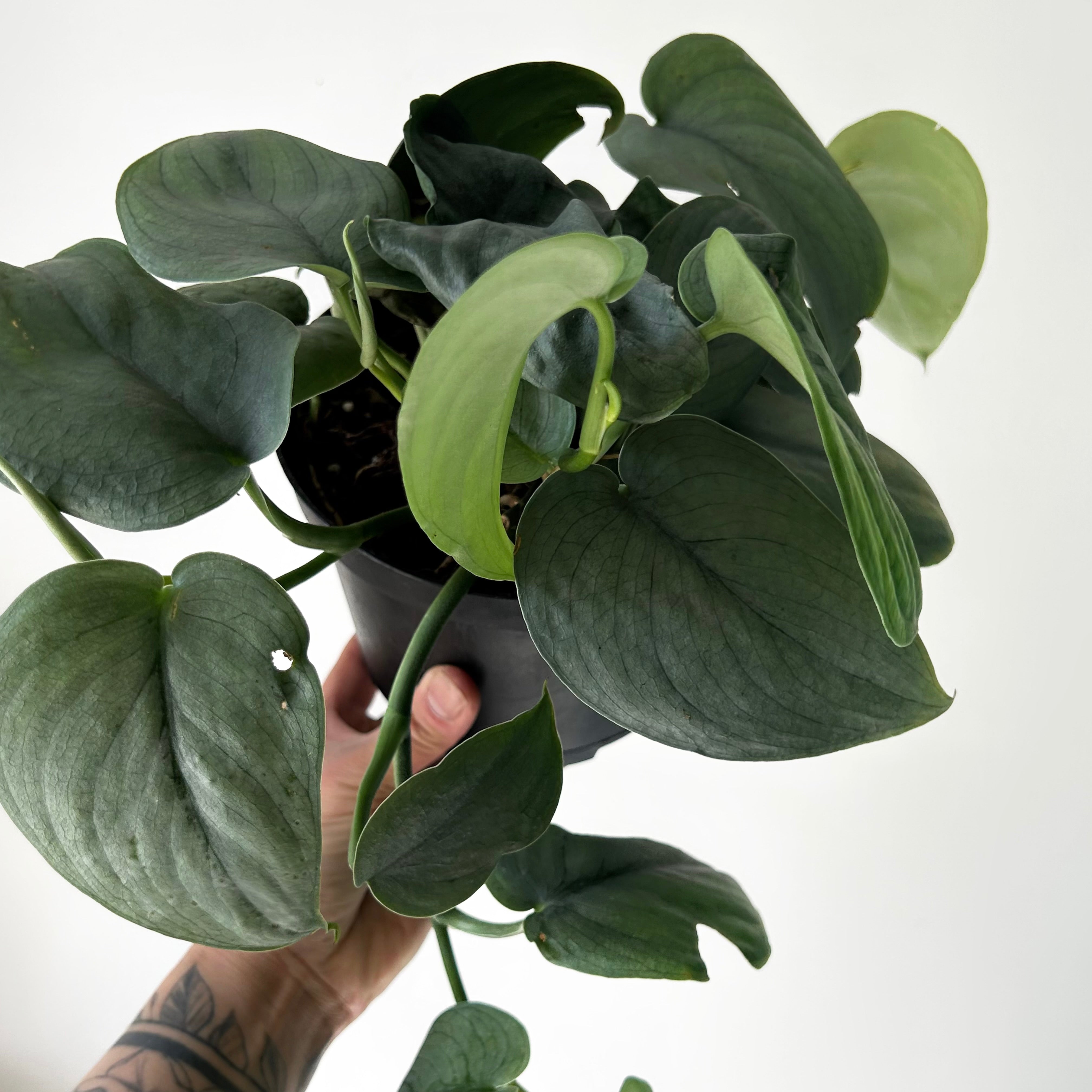 Scindapsus “Platinum” 6”pot