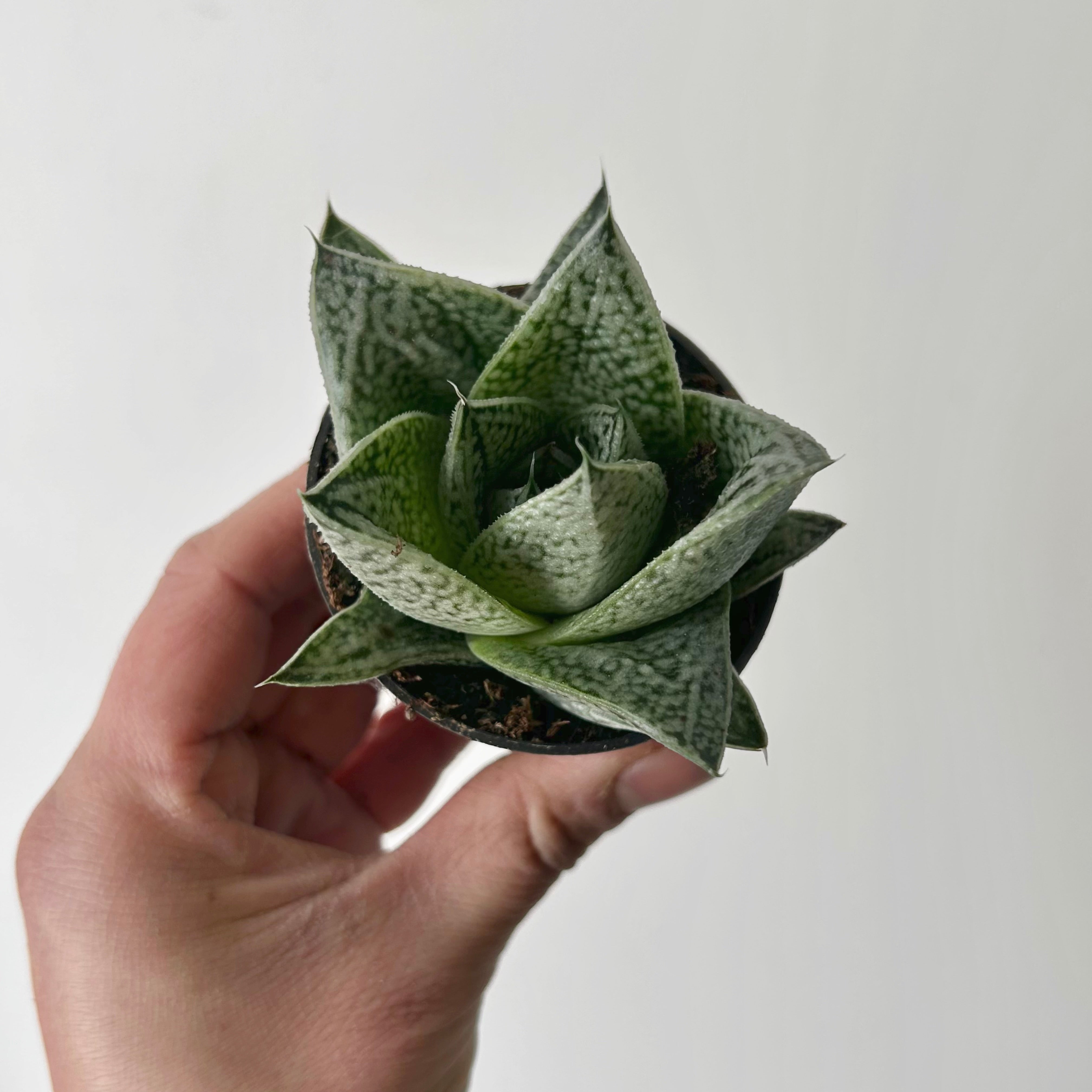 Gasteria “Robin” 2.5” pot