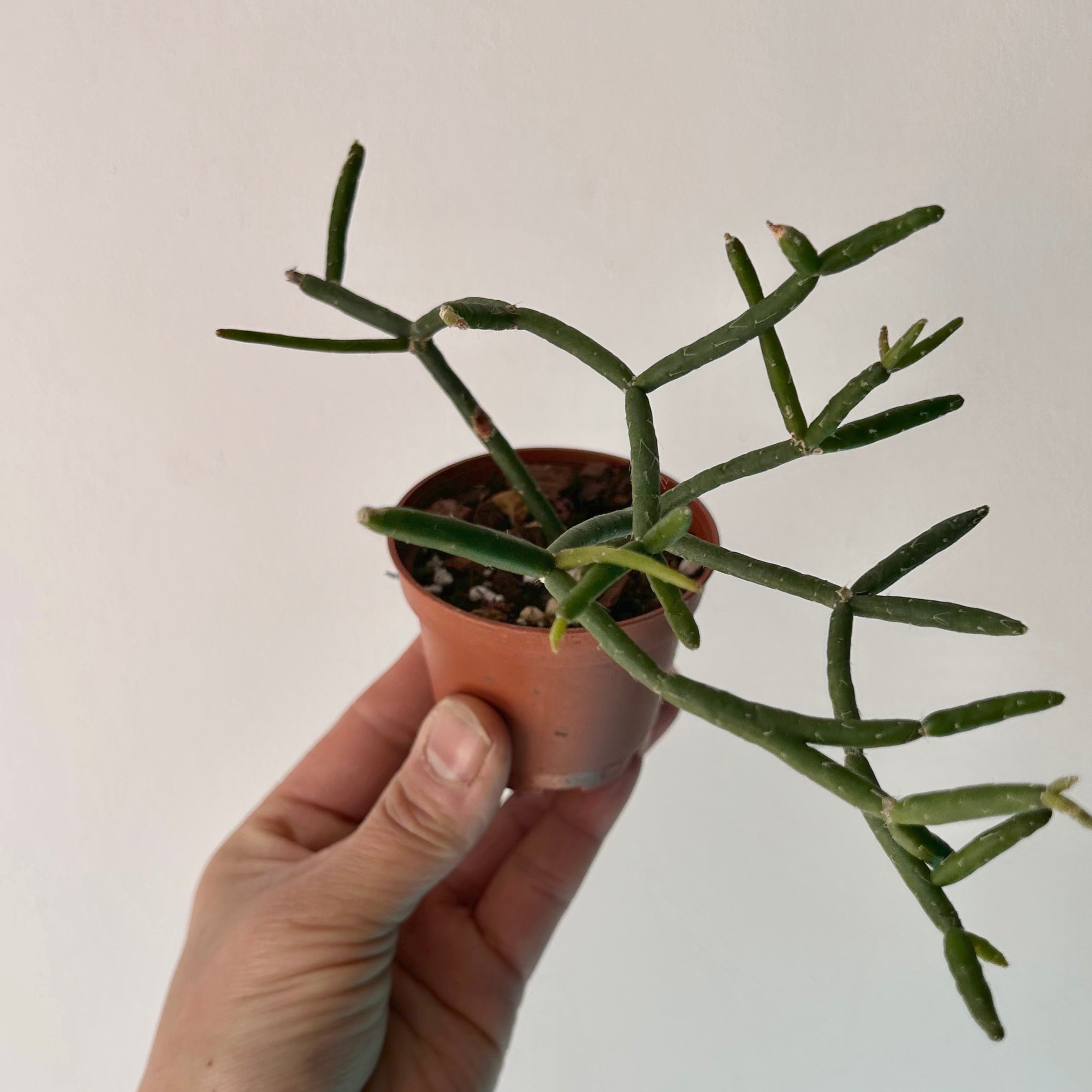 Rhipsalis heteroclada 2.5”pot