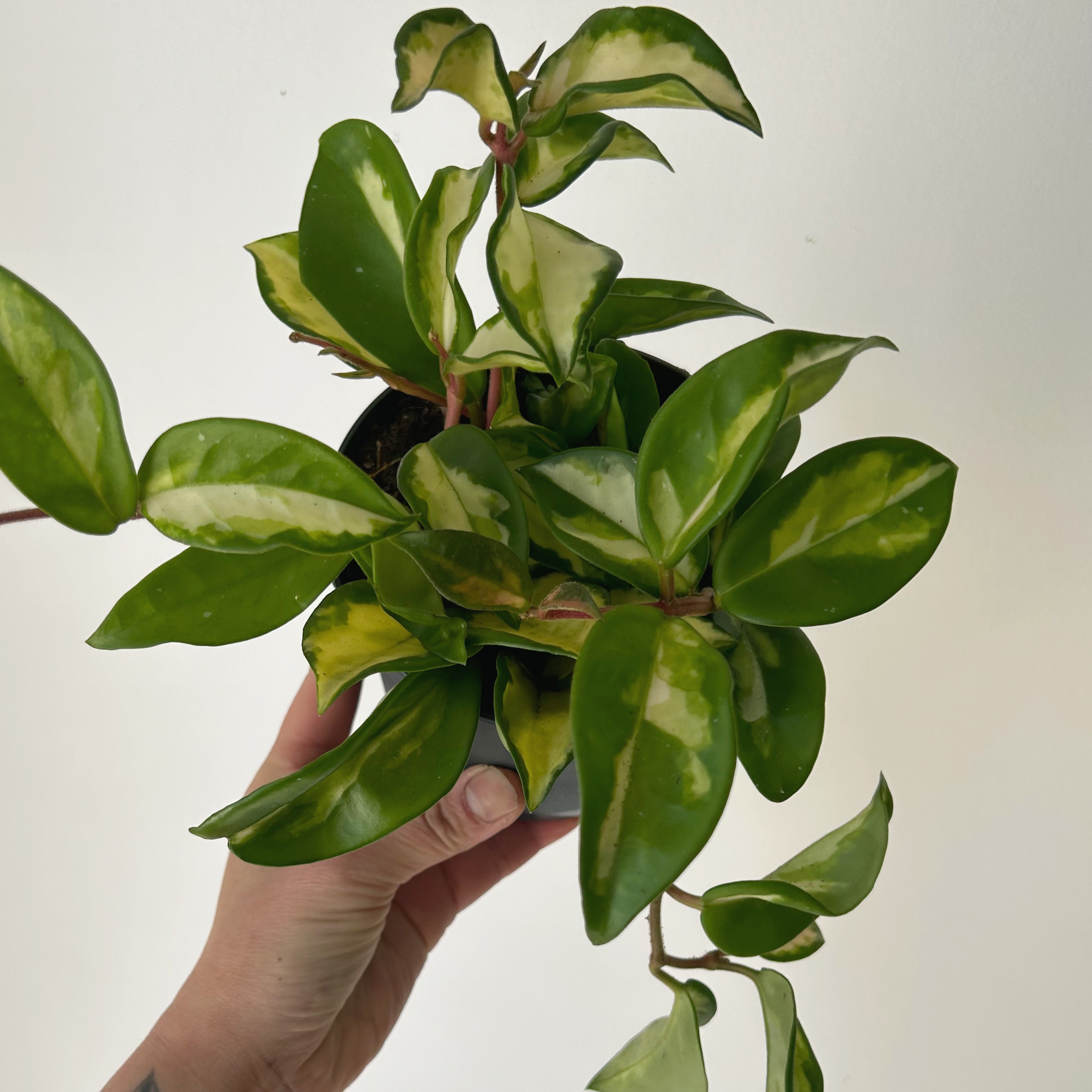 Hoya Tricolour "Krimson Princess" 5”pot