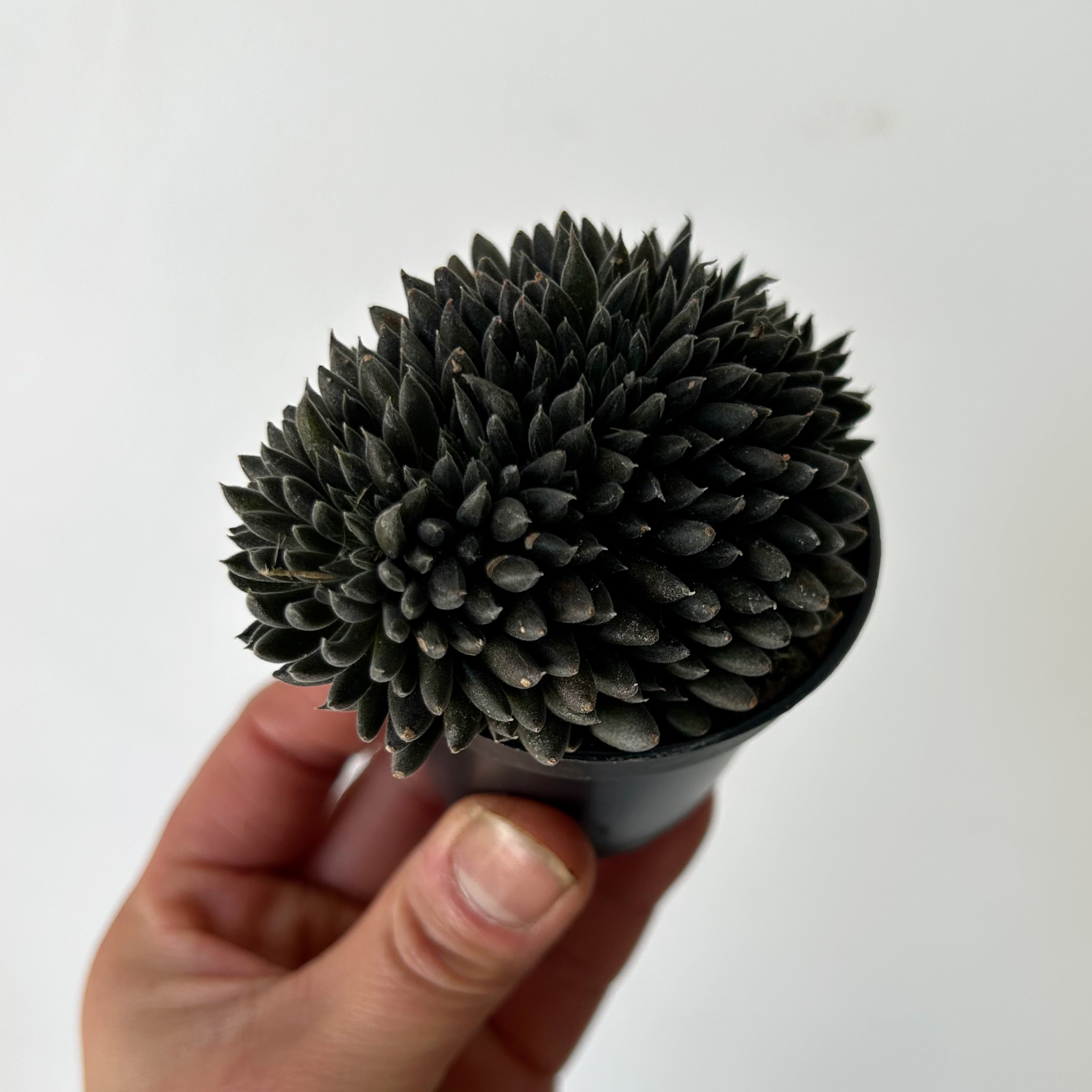 Chinese Jade Cristata (Sinocrassula Yunnanensis) 2.75”pot