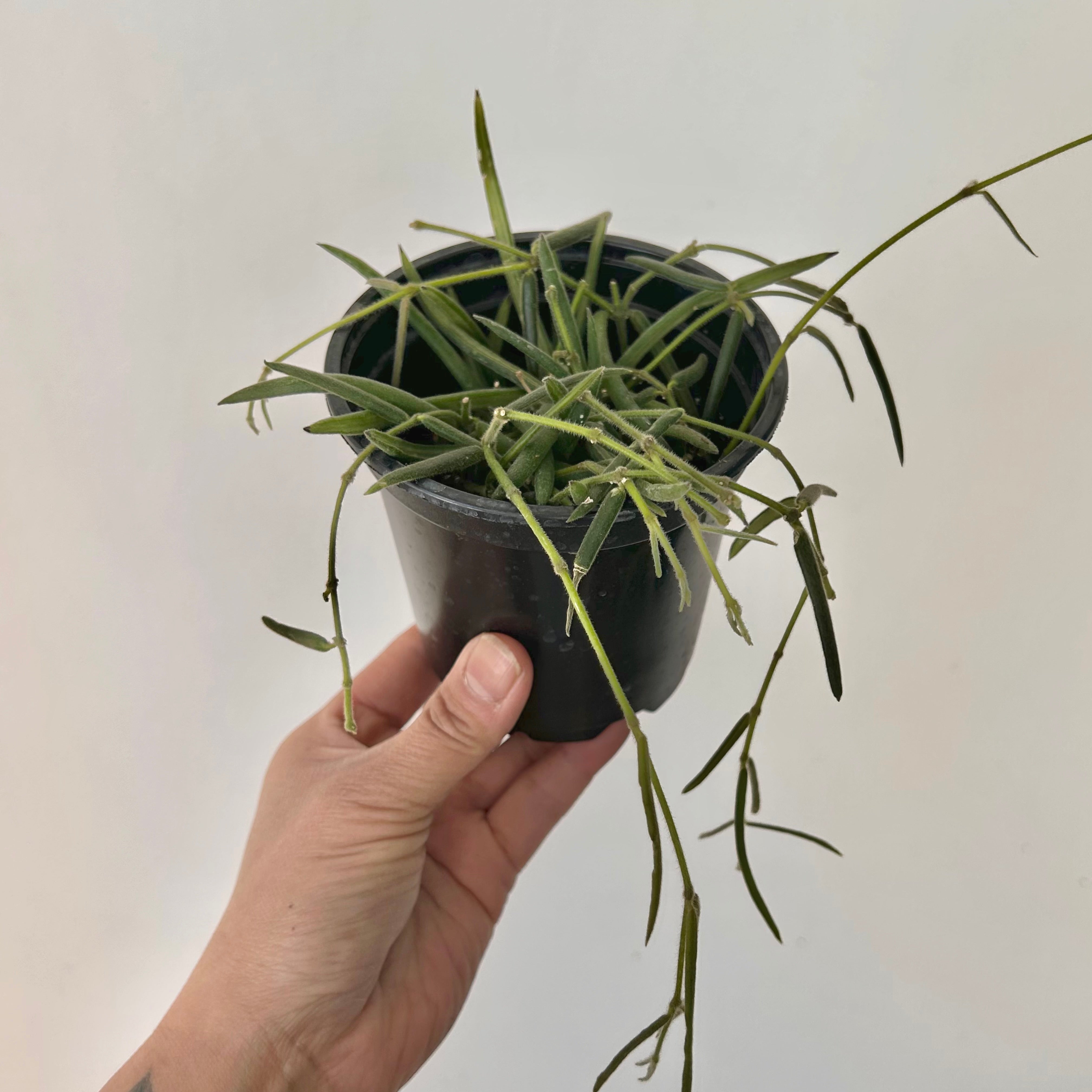 Hoya lineris 4”pot