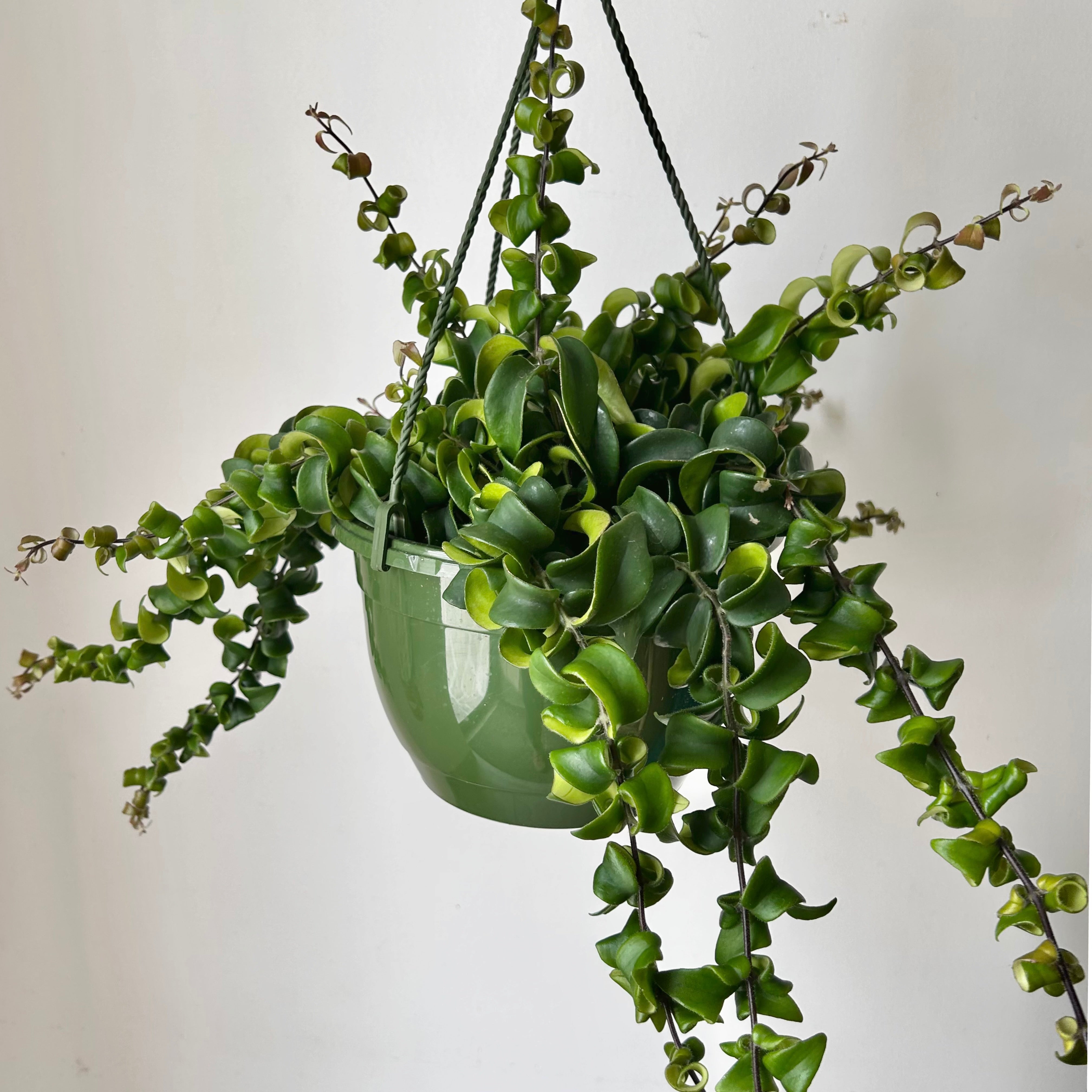 Rasta Lipstick Plant (Aeschynanthus radicans) 8”hanging pot