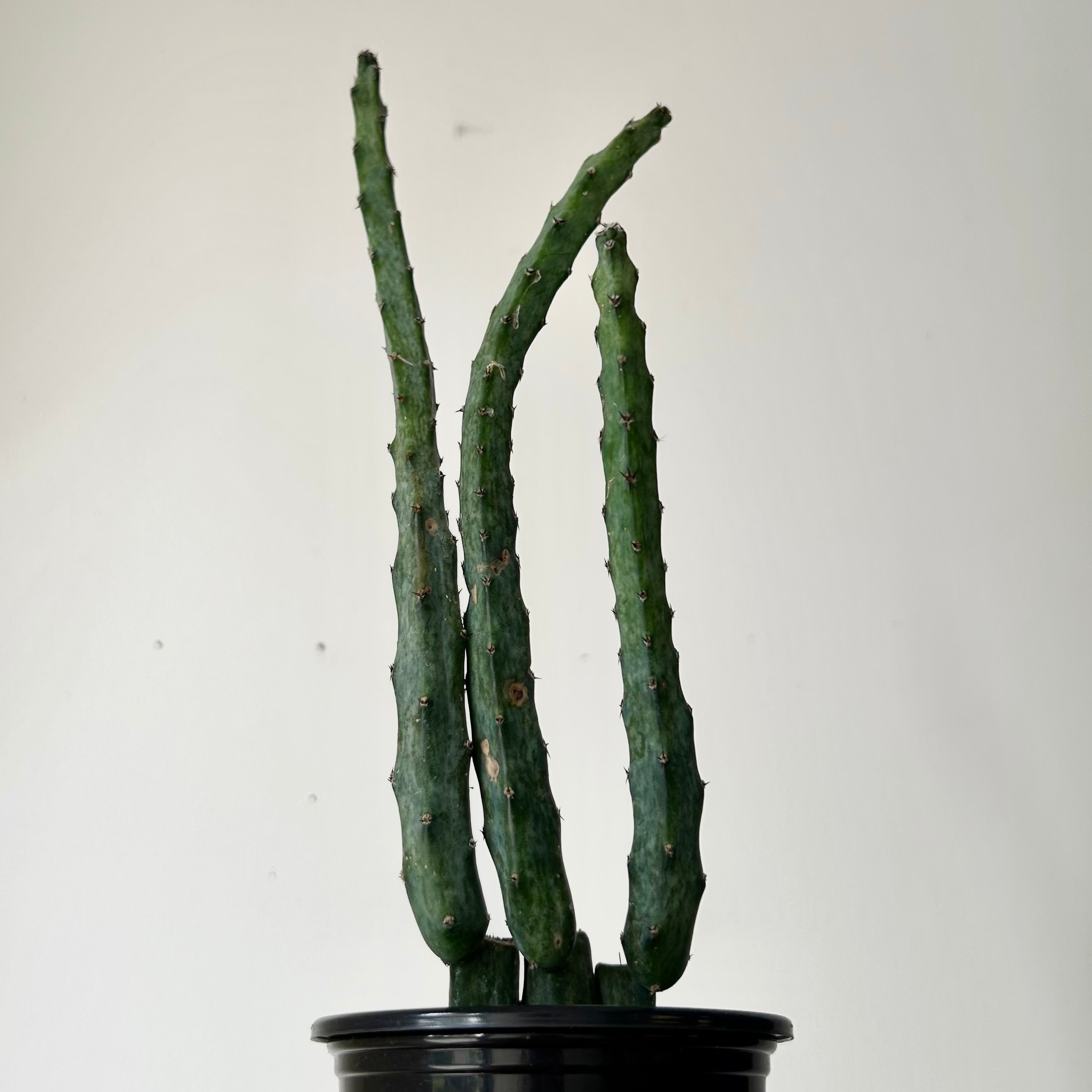 Moonlight Cactus (Cereus spegazzinii) 3.5”pot
