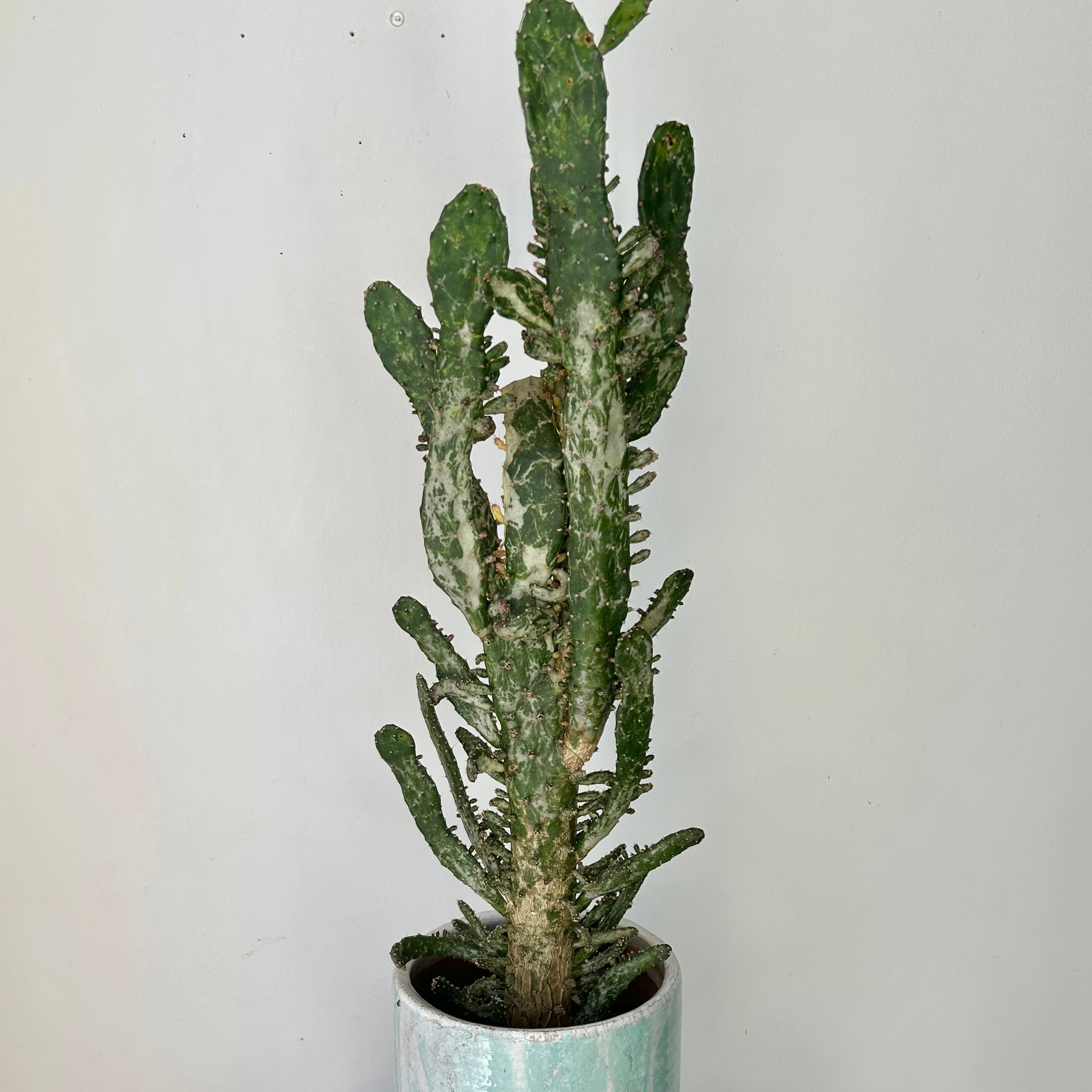 Variegated Opuntia “Joseph’s Coat” approximately 2 ft tall in 6” pot