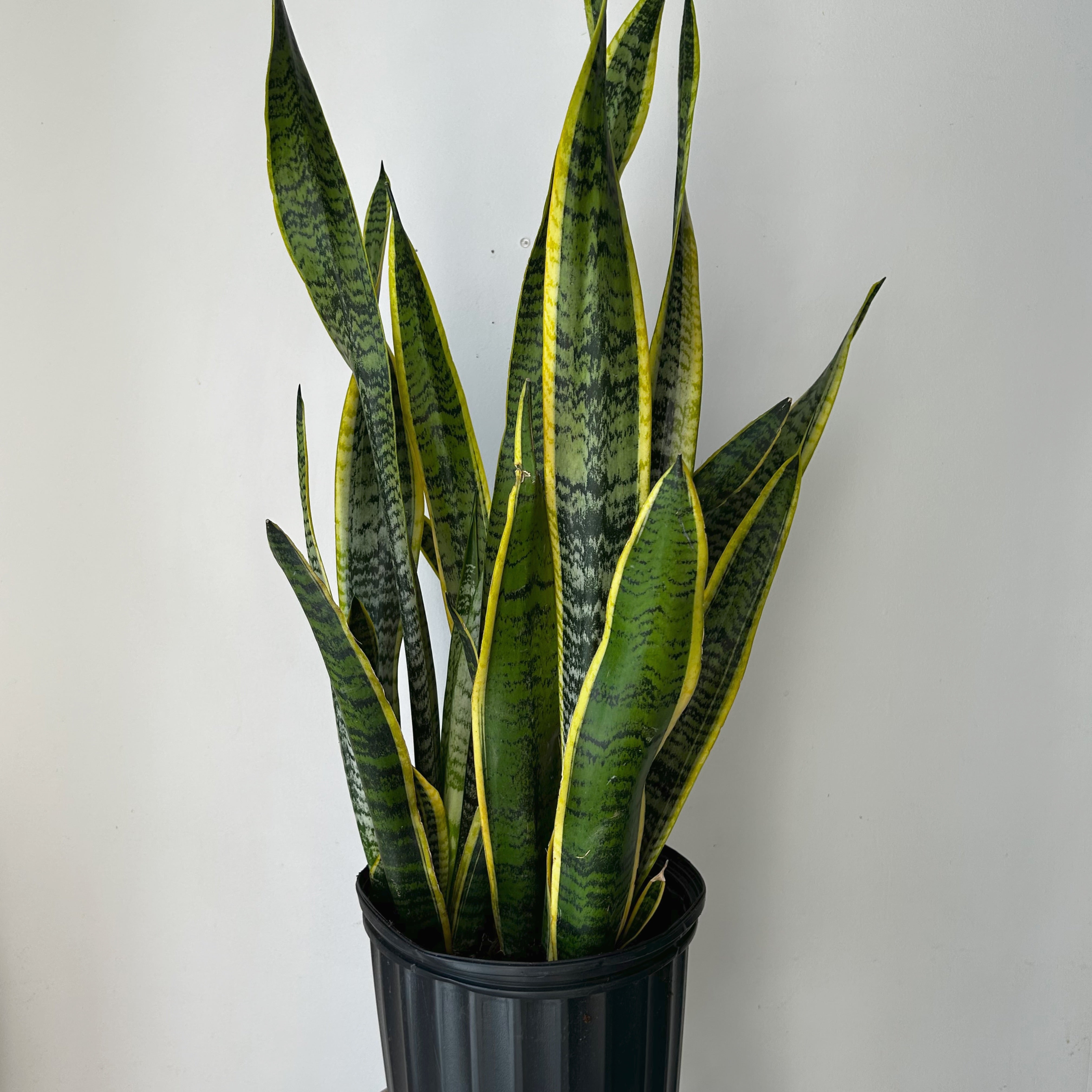 Sansevieria Laurentii approximately 3ft ft tall in 10”pot