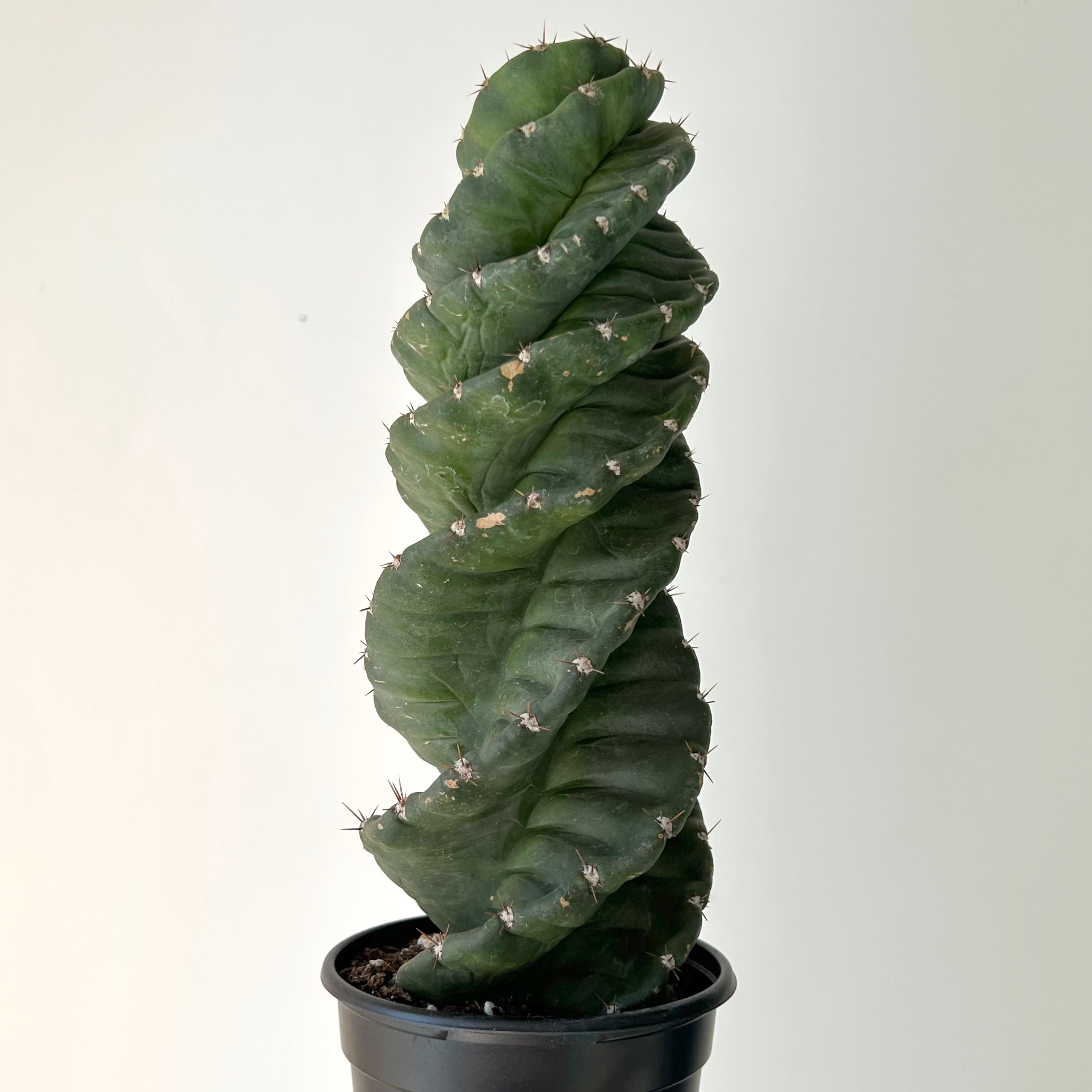 Spiral Cactus (Cereus forbesii spiralis) 3.5”pot