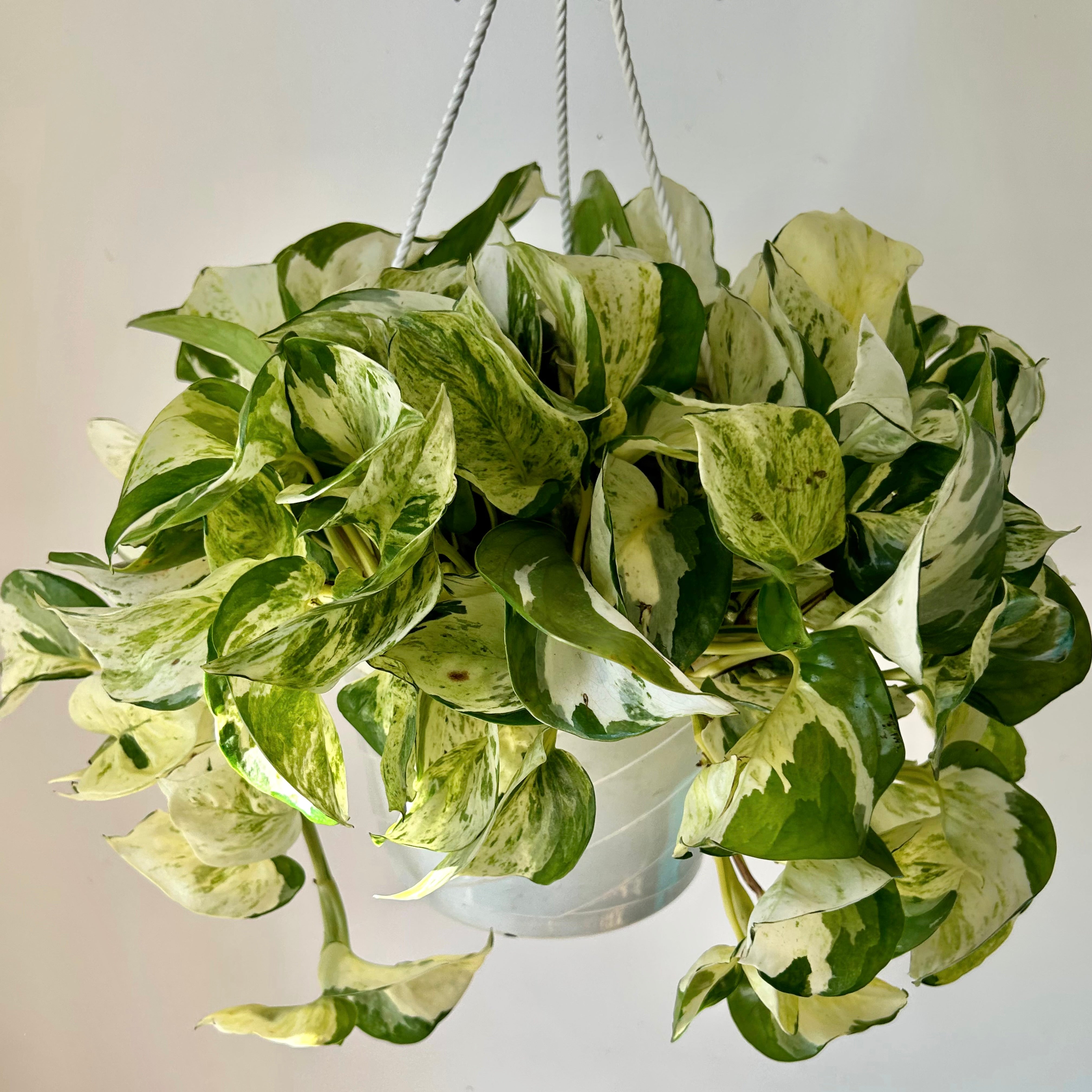 Manjula Pothos 8” pot