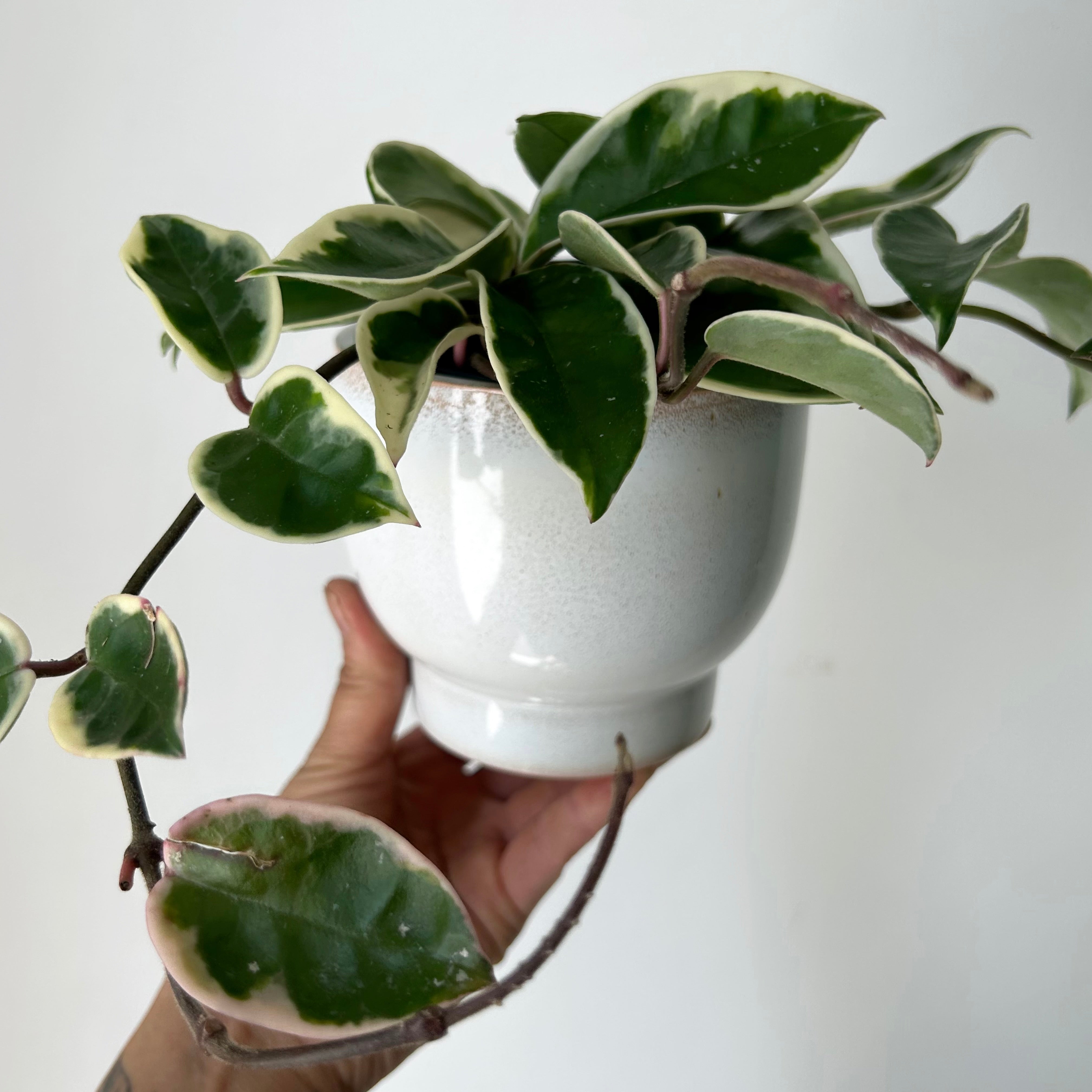 DARIA ceramic raised decorative planter Glossy PEARL (available in two sizes)