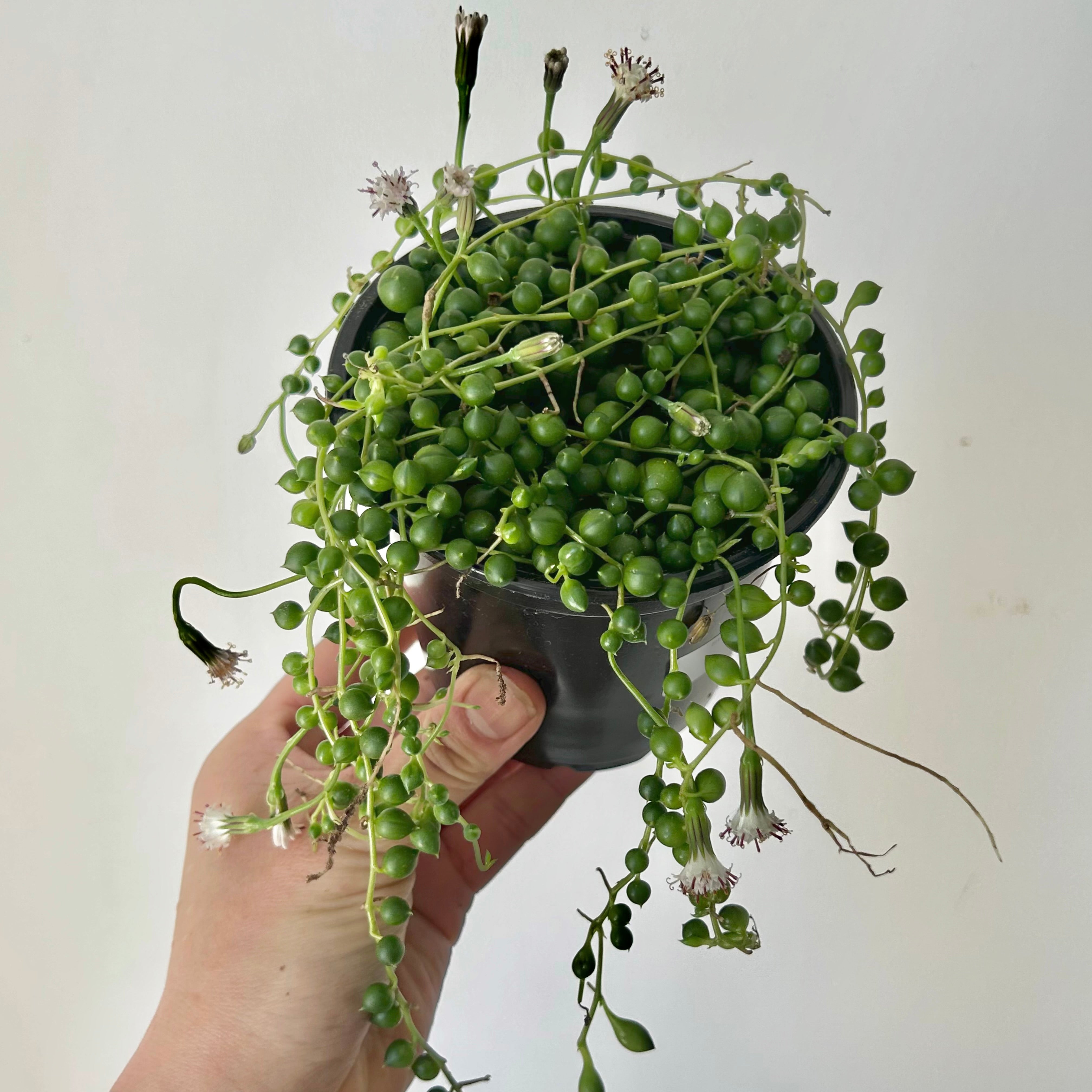 String of Pearls (Senecio) 4”pot