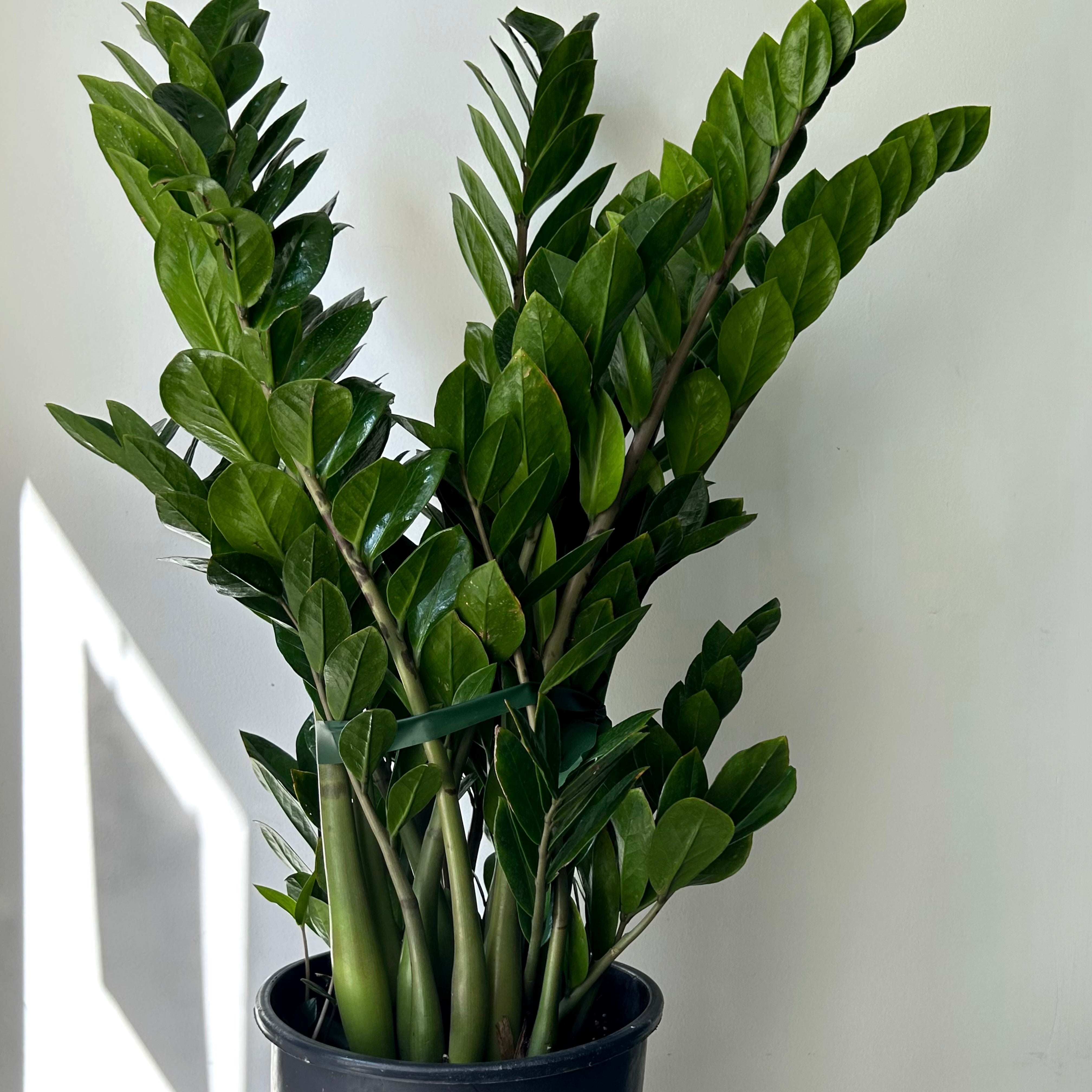 ZZ Plant (Zamioculcas Zamiifolia) approximately 2.5 ft tall in 8”pot