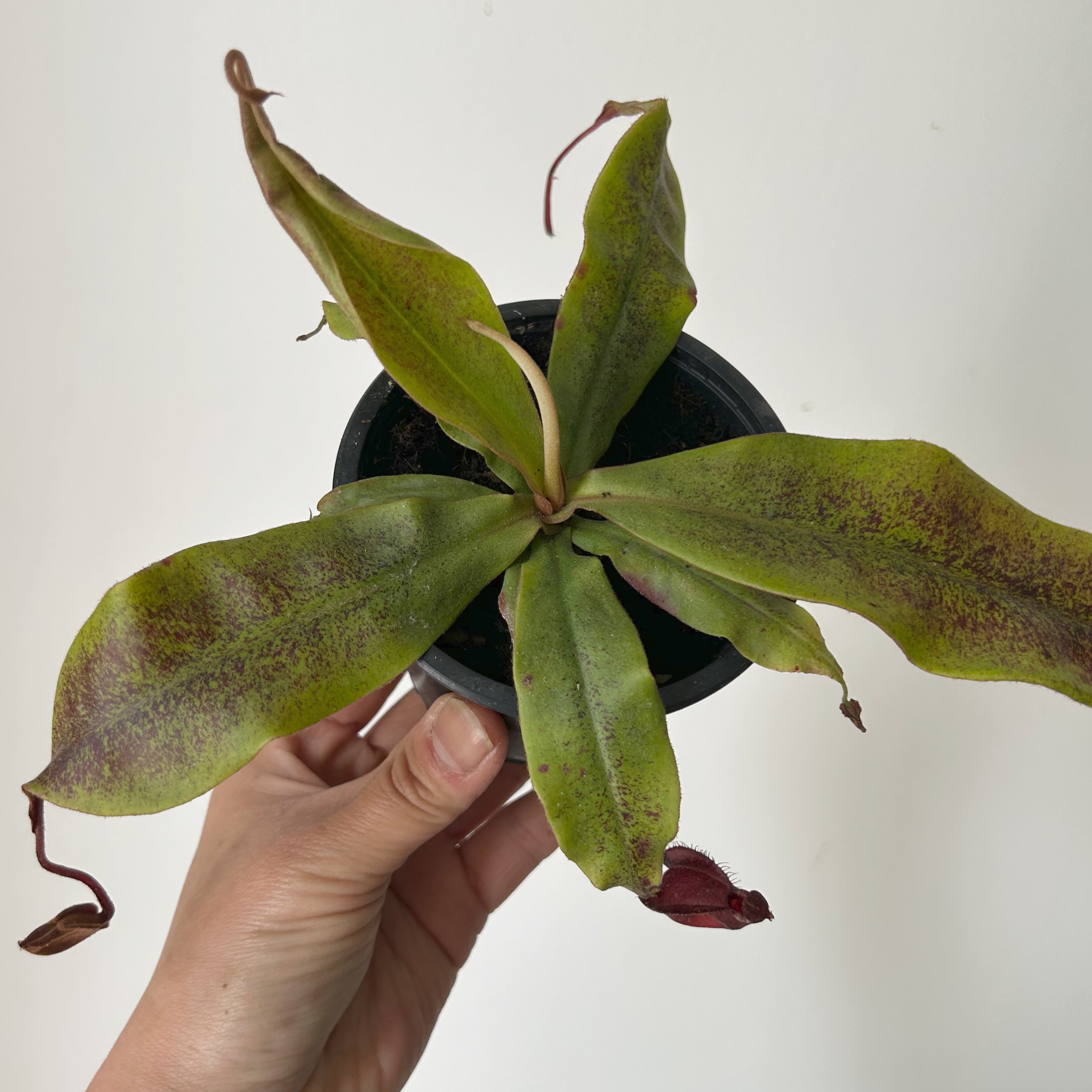 Carnivorous Pitcher Plant (Nepenthes) 3.5” pot