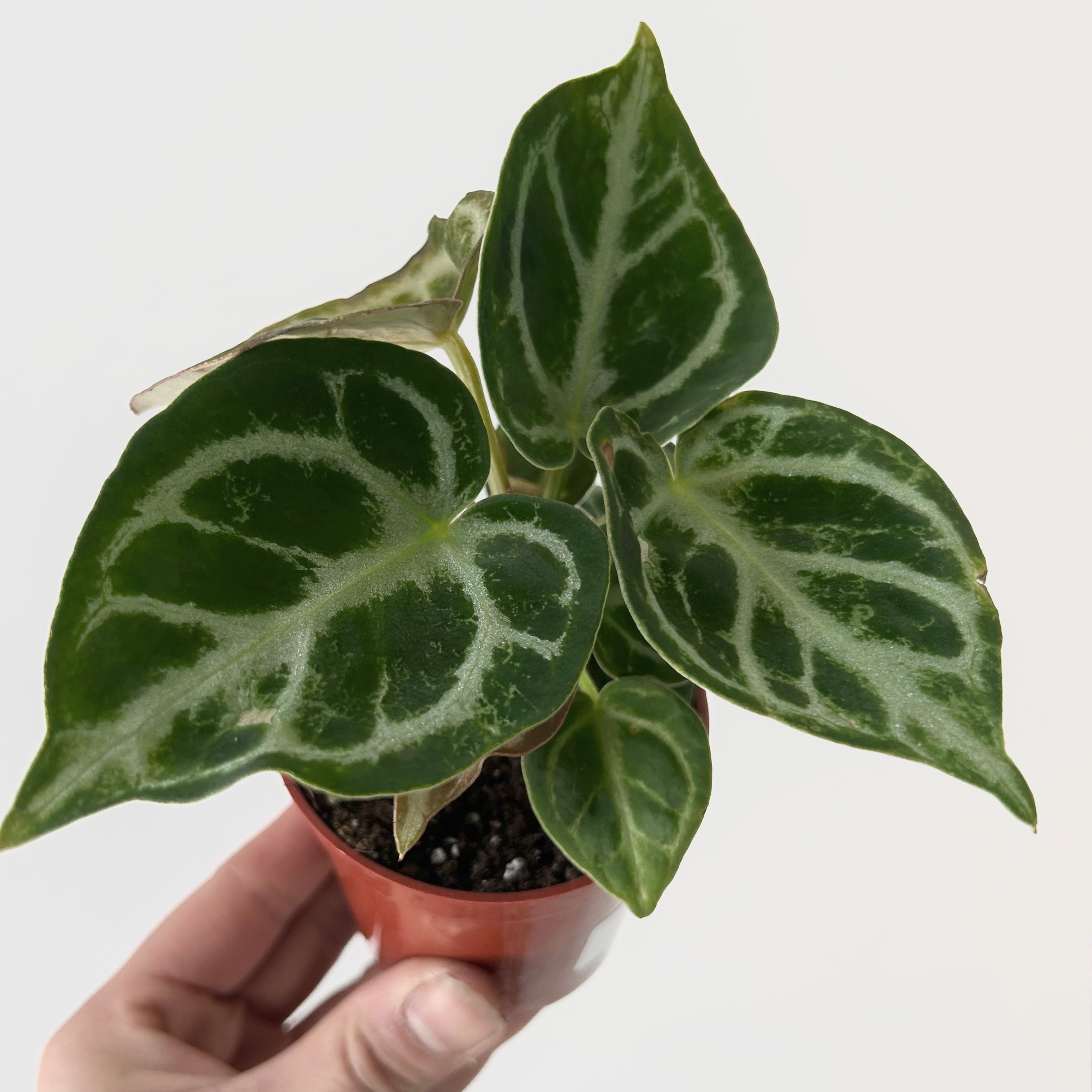 Anthurium dorayaki X 3” pot
