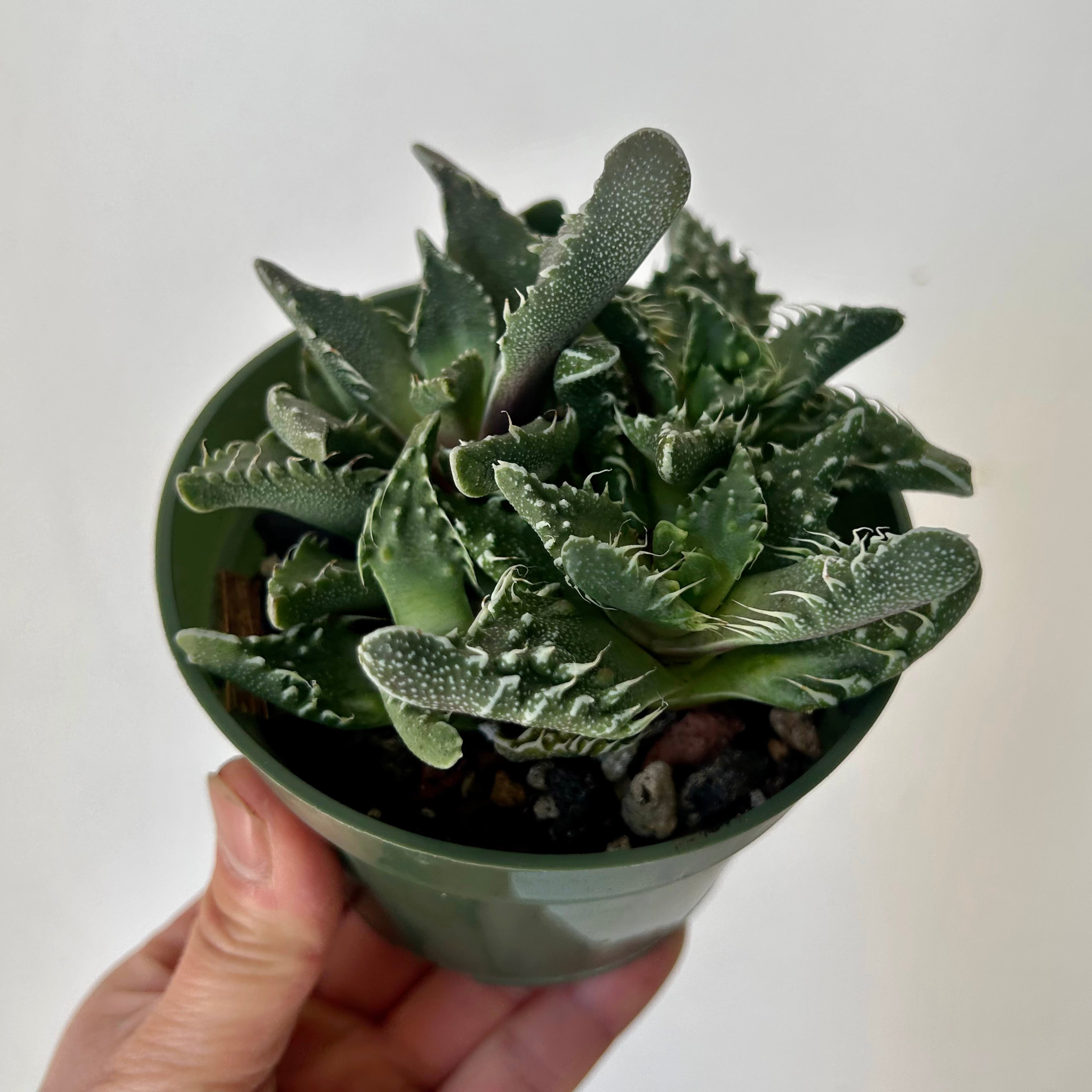 Tiger Jaw Succulent (Faucaria tigrina) 3.5”pot