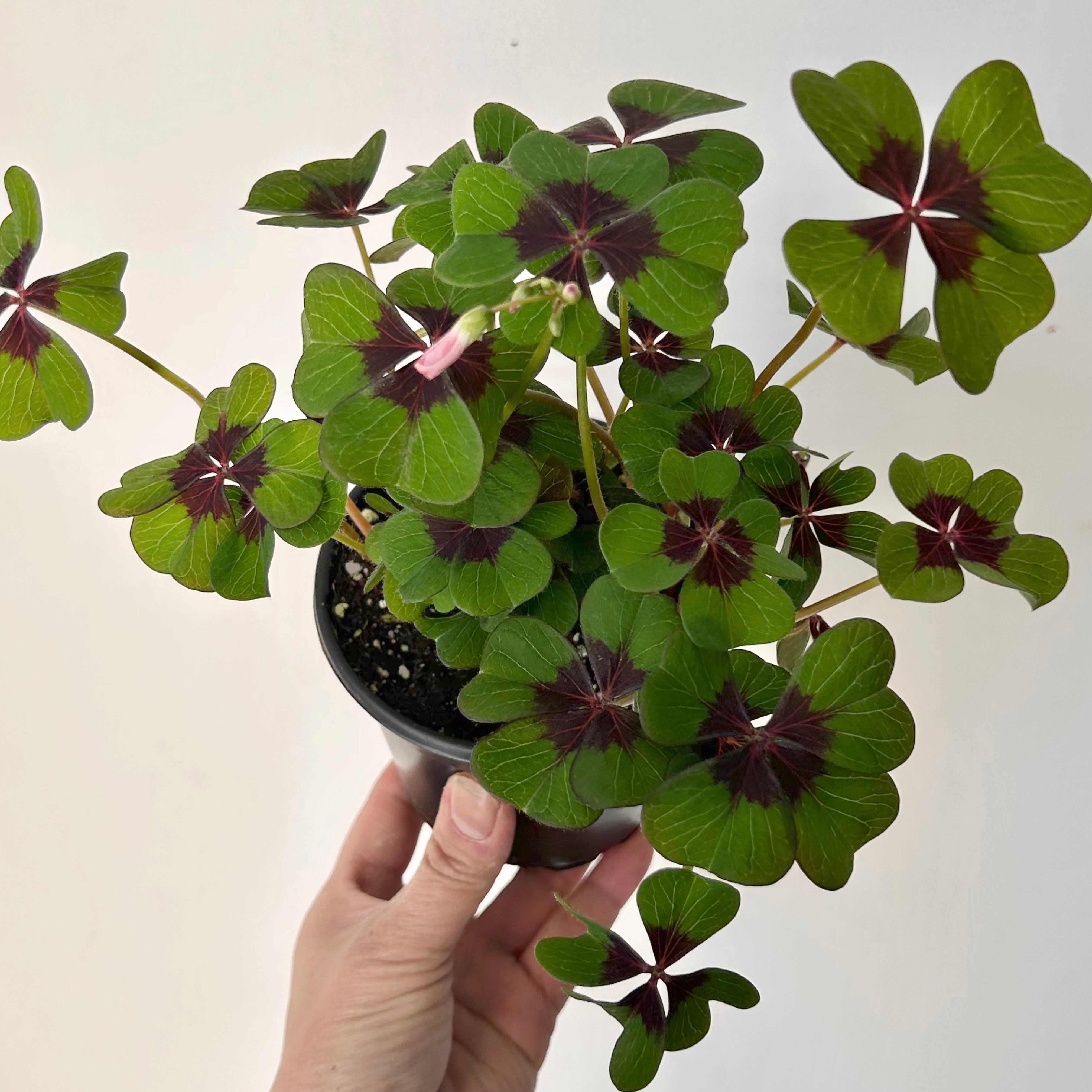Oxalis tetraphylla "Iron Cross" 4” pot