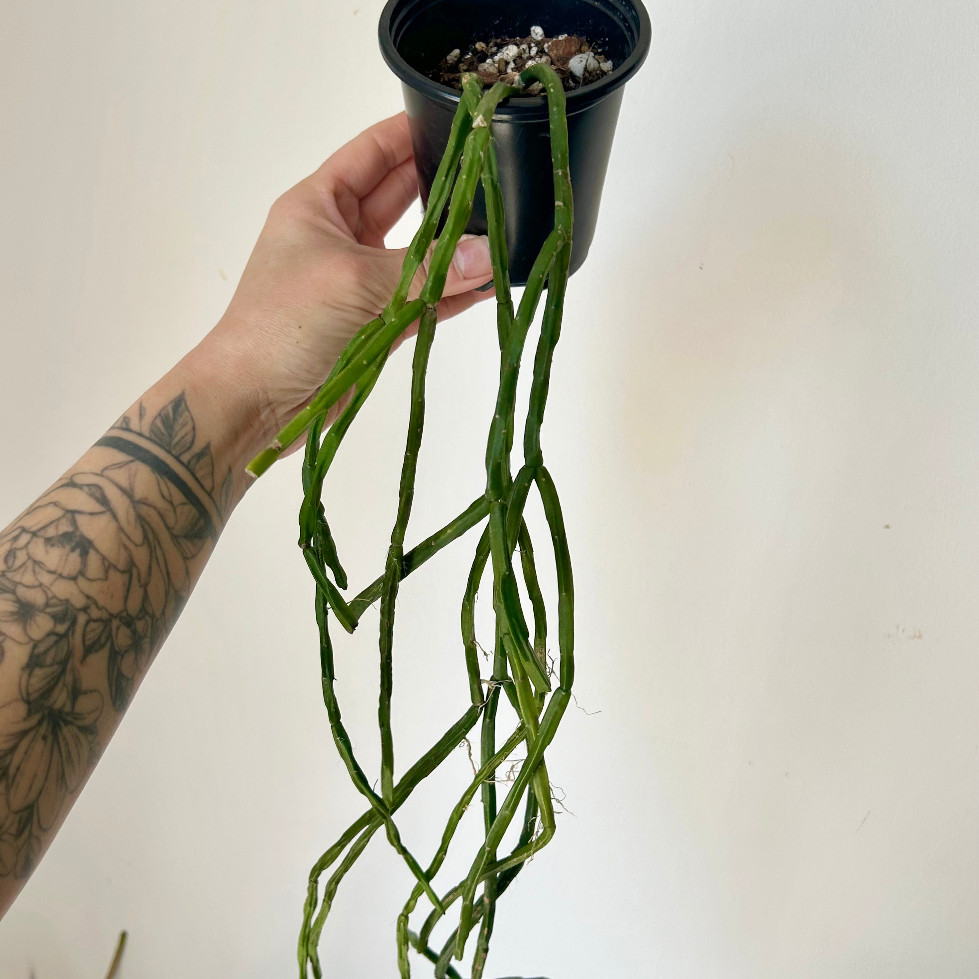 Rhipsalis Paradoxa Minor 3.5” pot