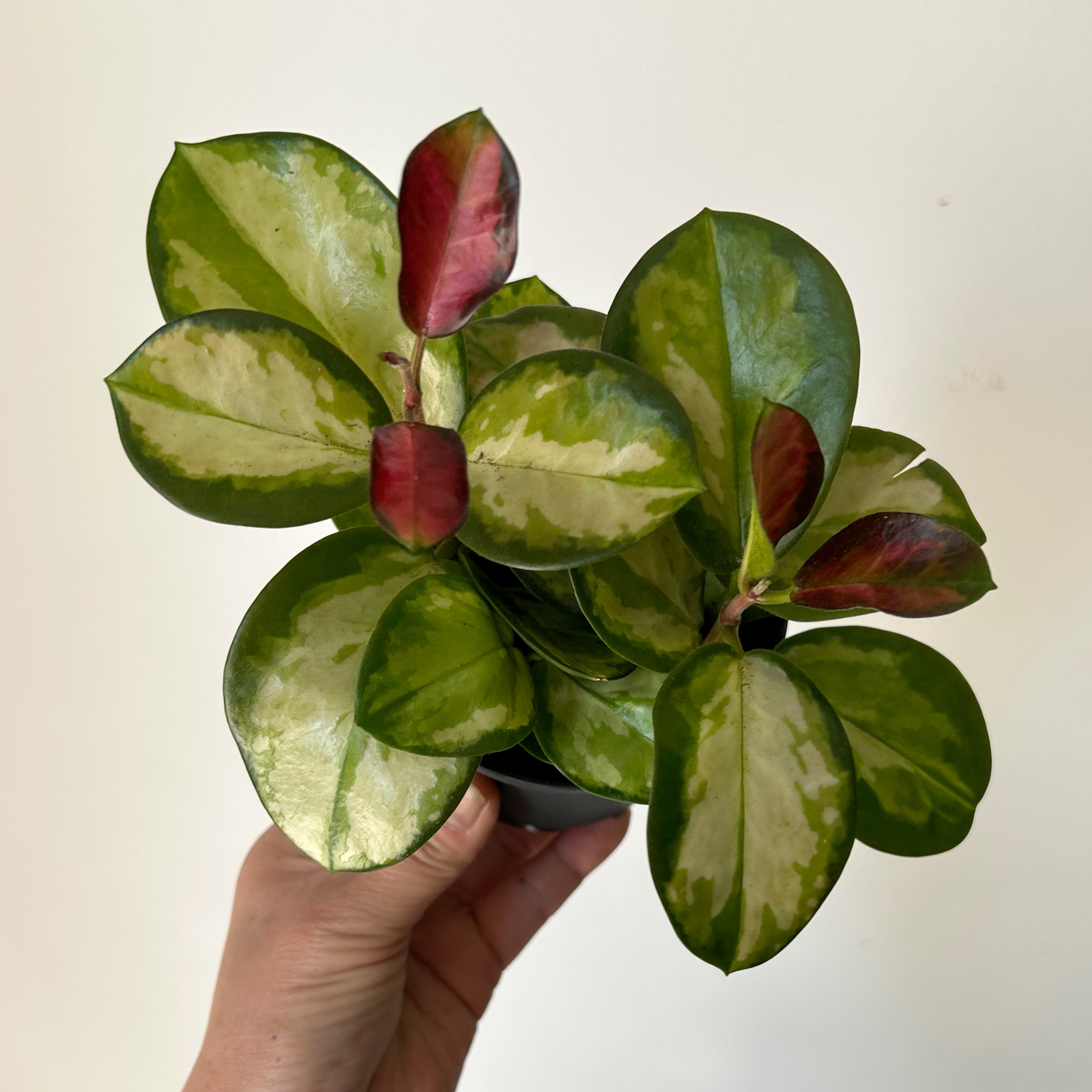 Hoya Australis “Lisa” 3.5”pot