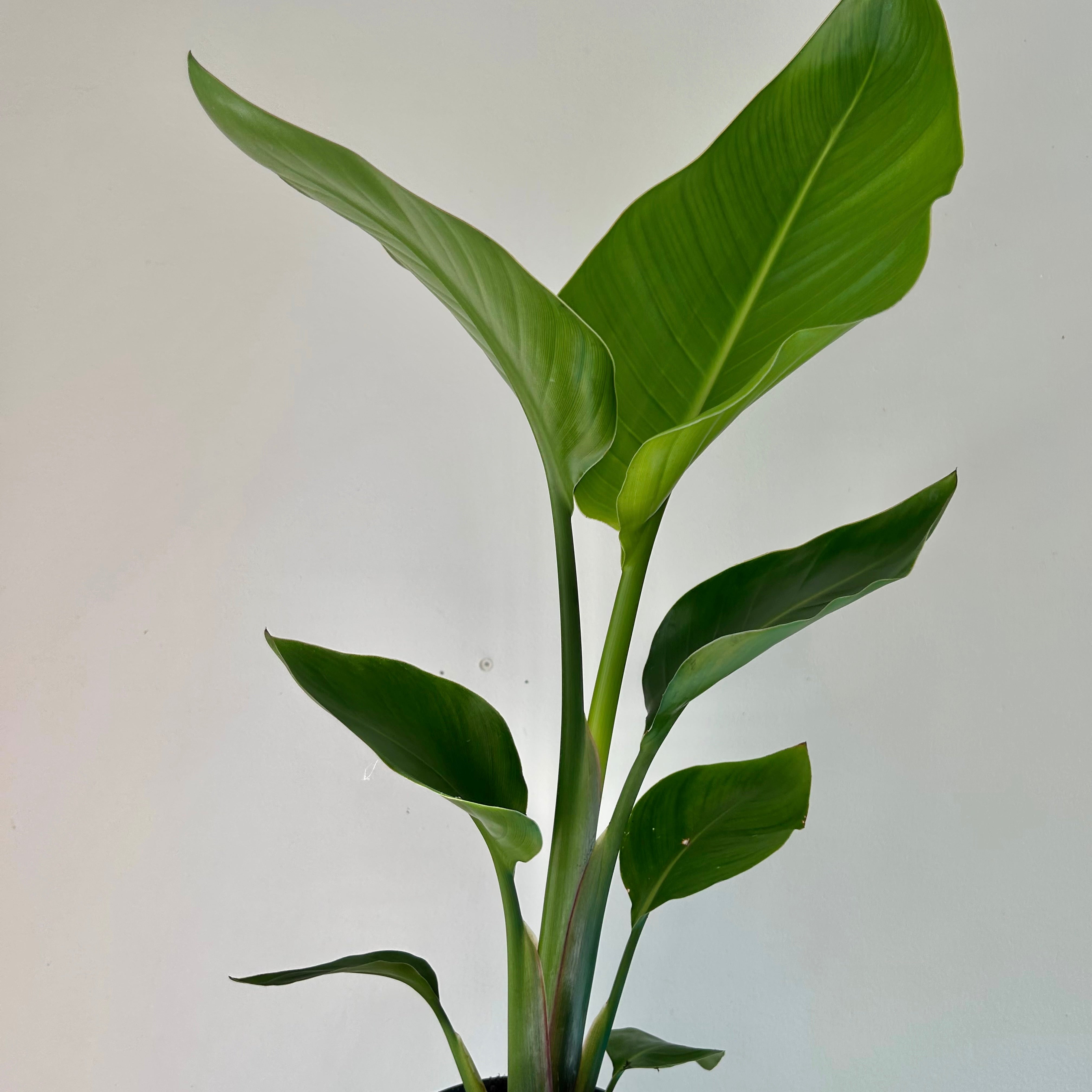 White Bird of Paradise (Strelitzia nicolai) approximately  18 inches tall in 5”pot