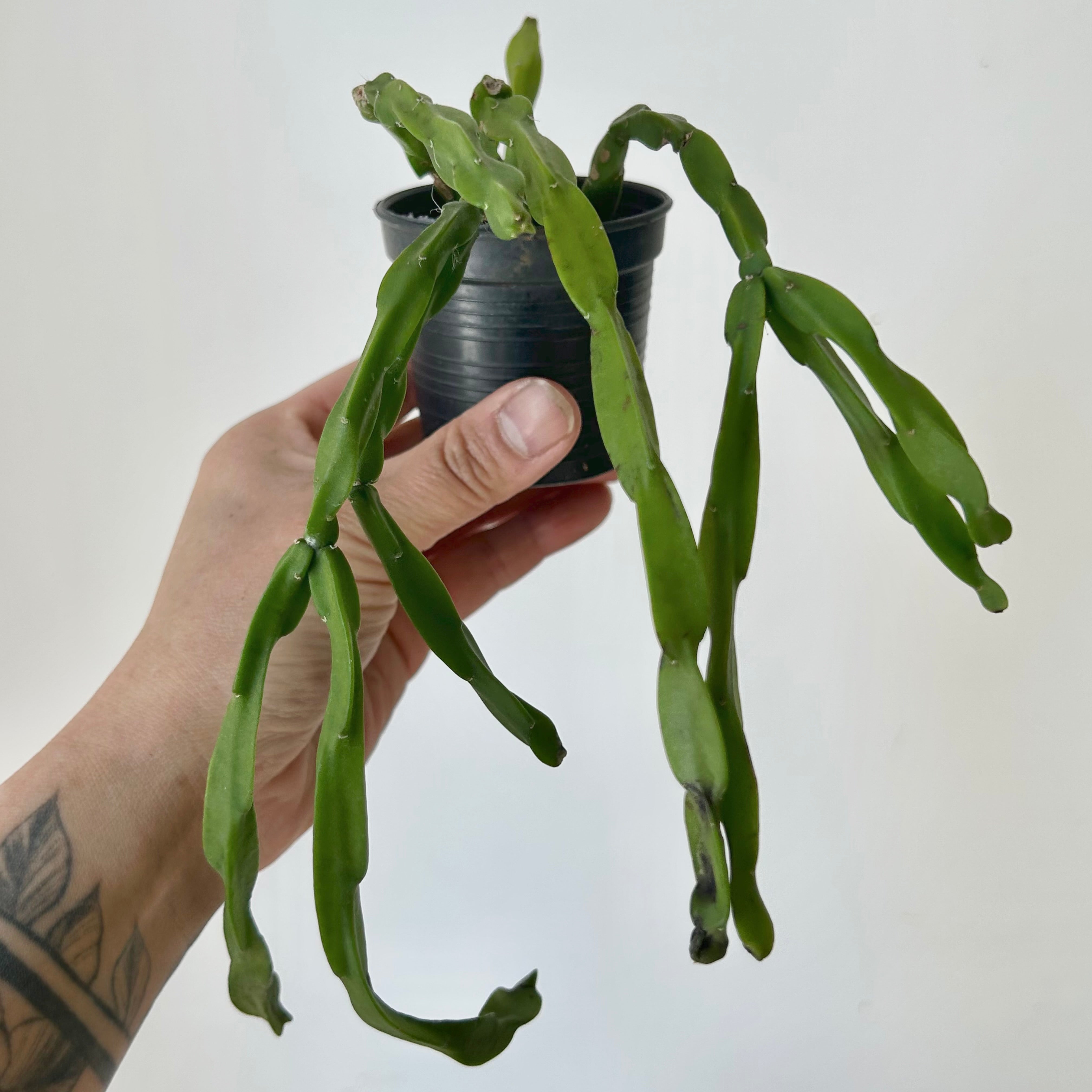 Rhipsalis Paradoxa 2.5”pot