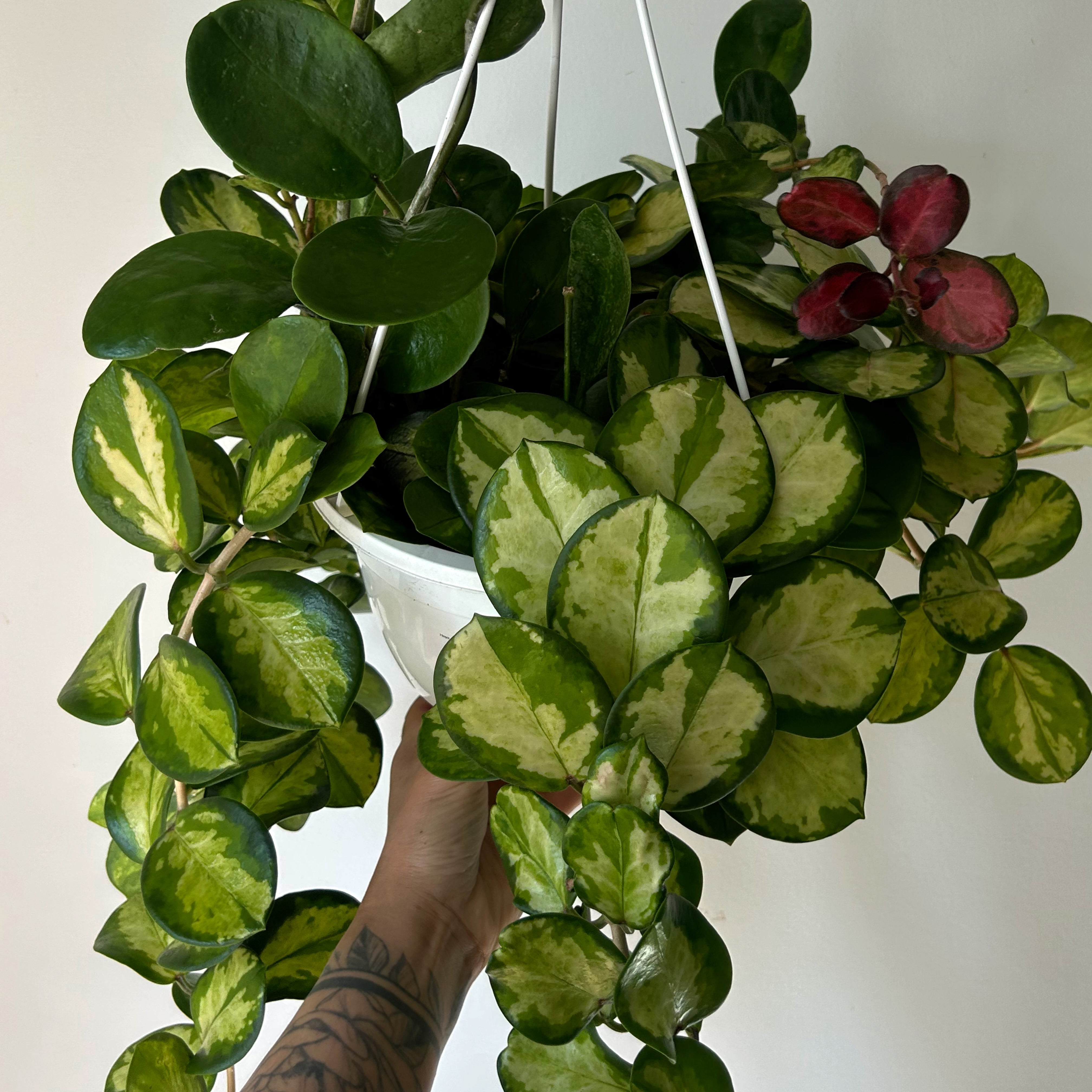 Hoya australis Variegated “Lisa” 8" Hanging basket