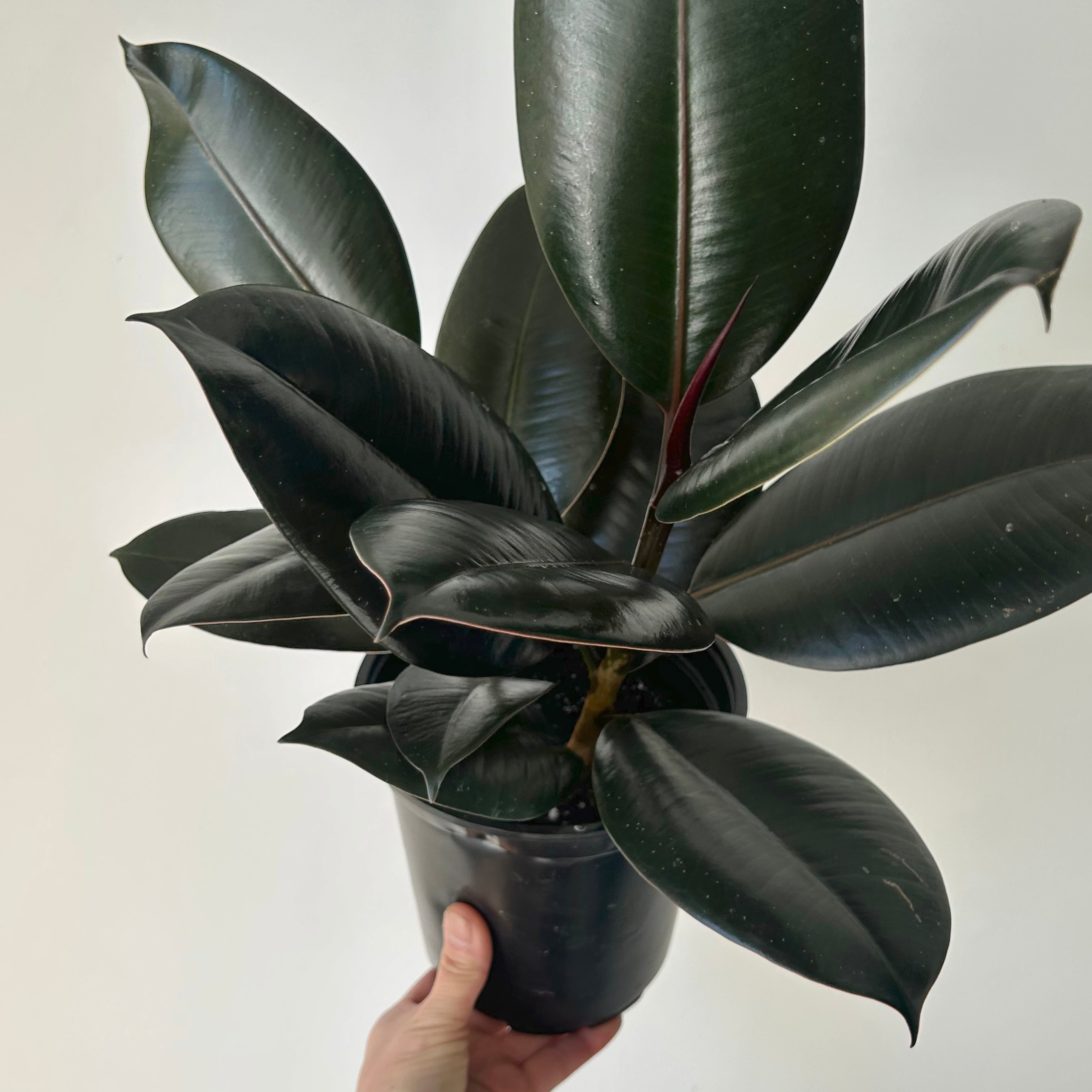 Burgundy Rubber Fig Column (Ficus Elastica) 5”pot