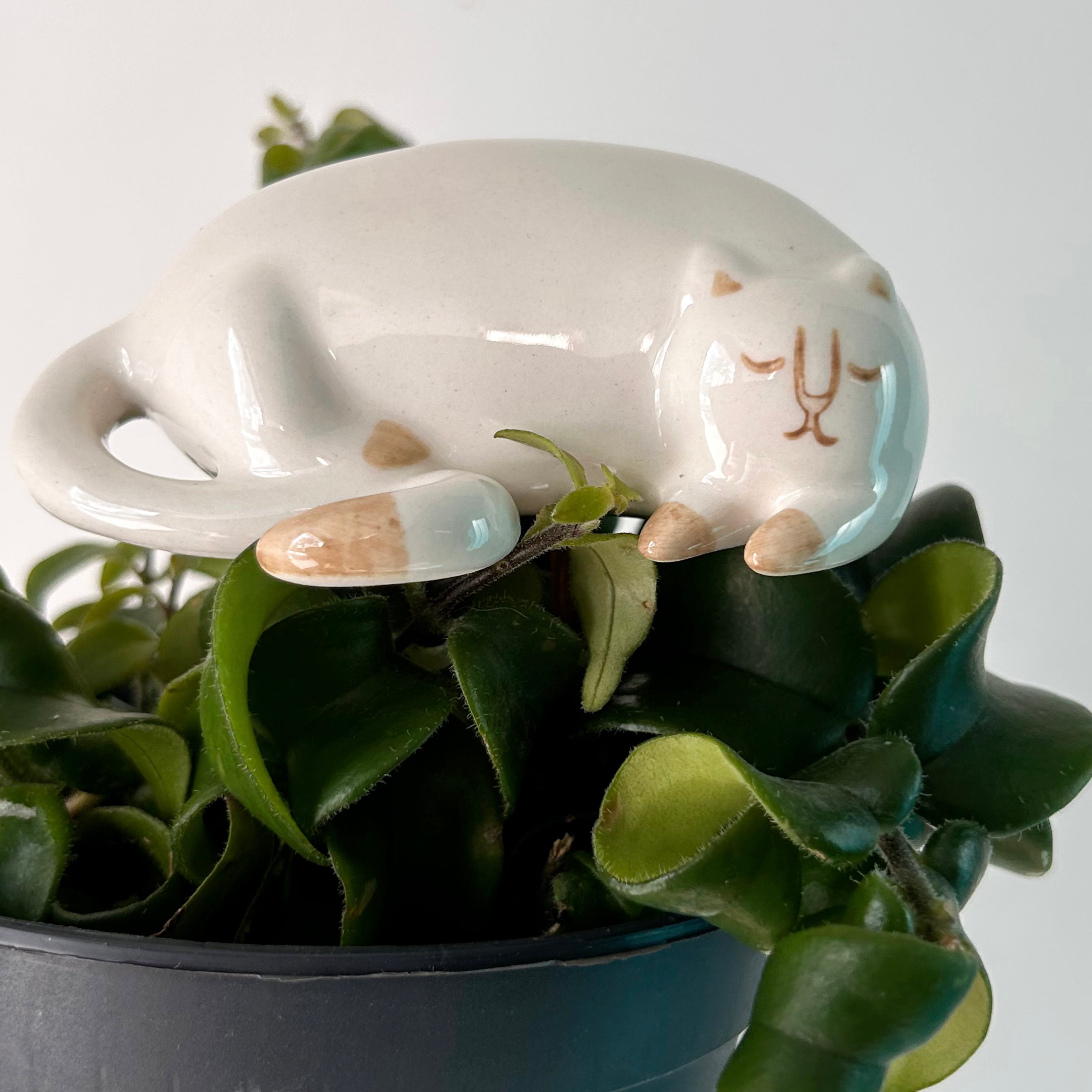 CURIOUS CATS-Ceramic Decorative Accents