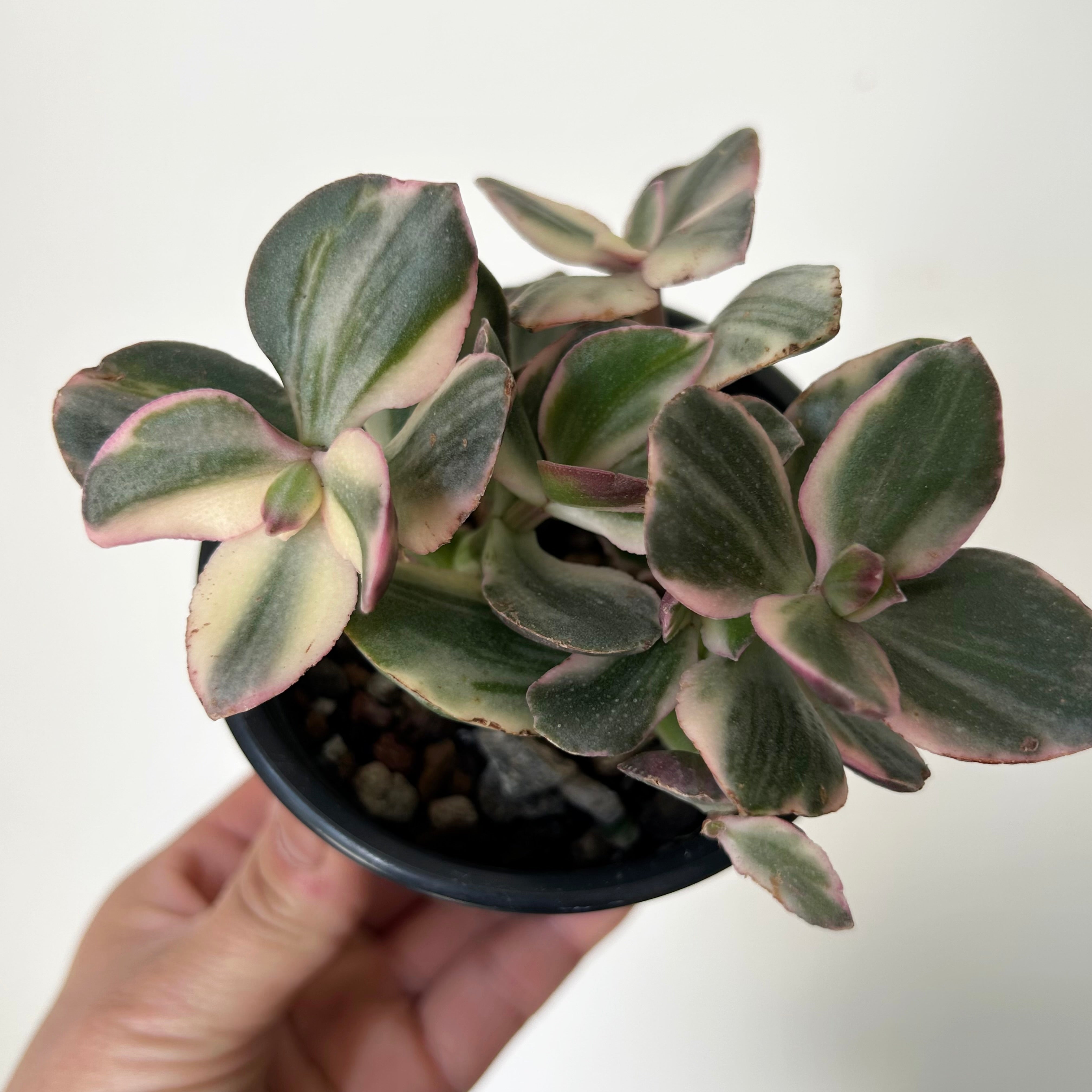 Variegated Jade Succulent  (Crassula Ovata Tricolour) 3.5”pot