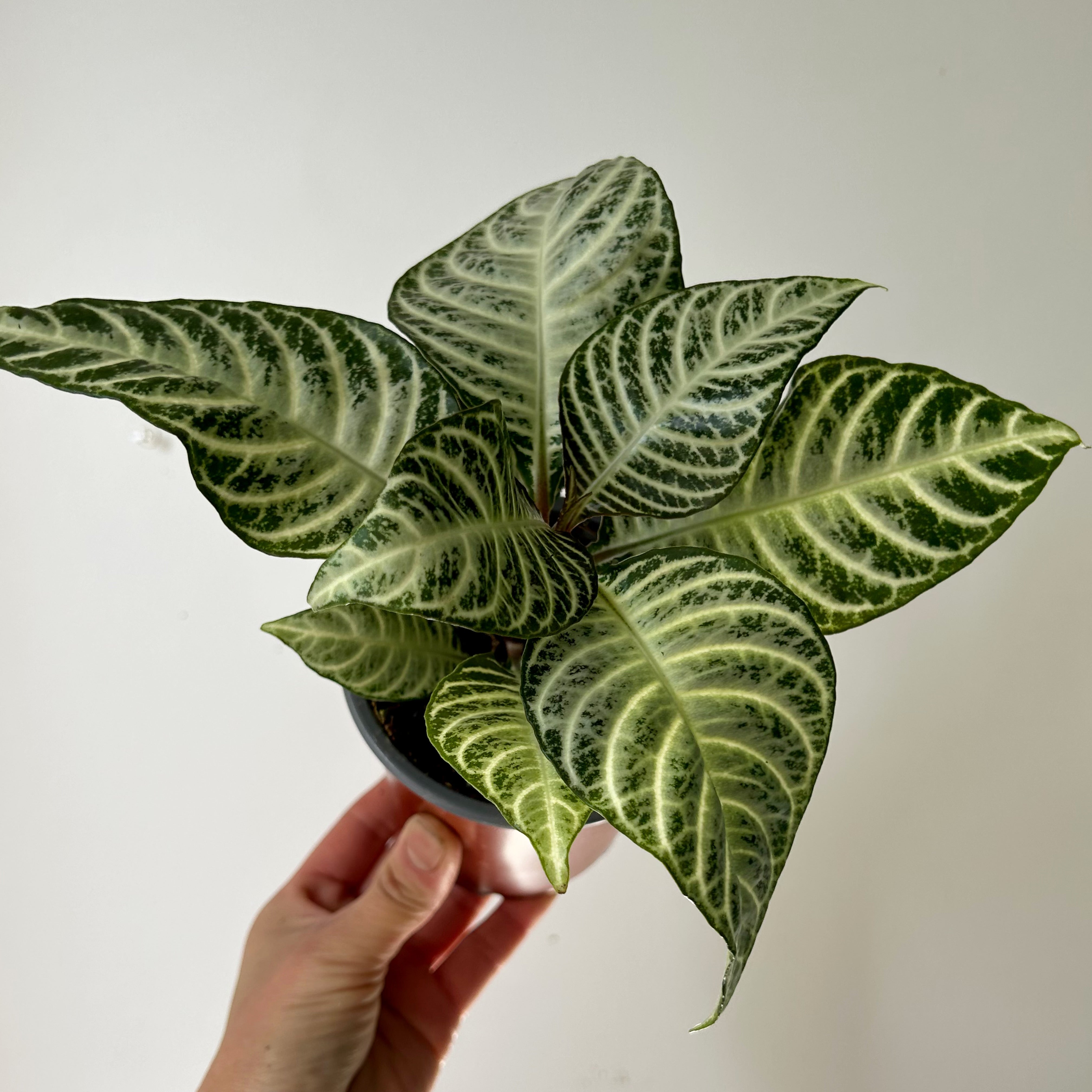 Aphelandra “Snowflake” 4" pot