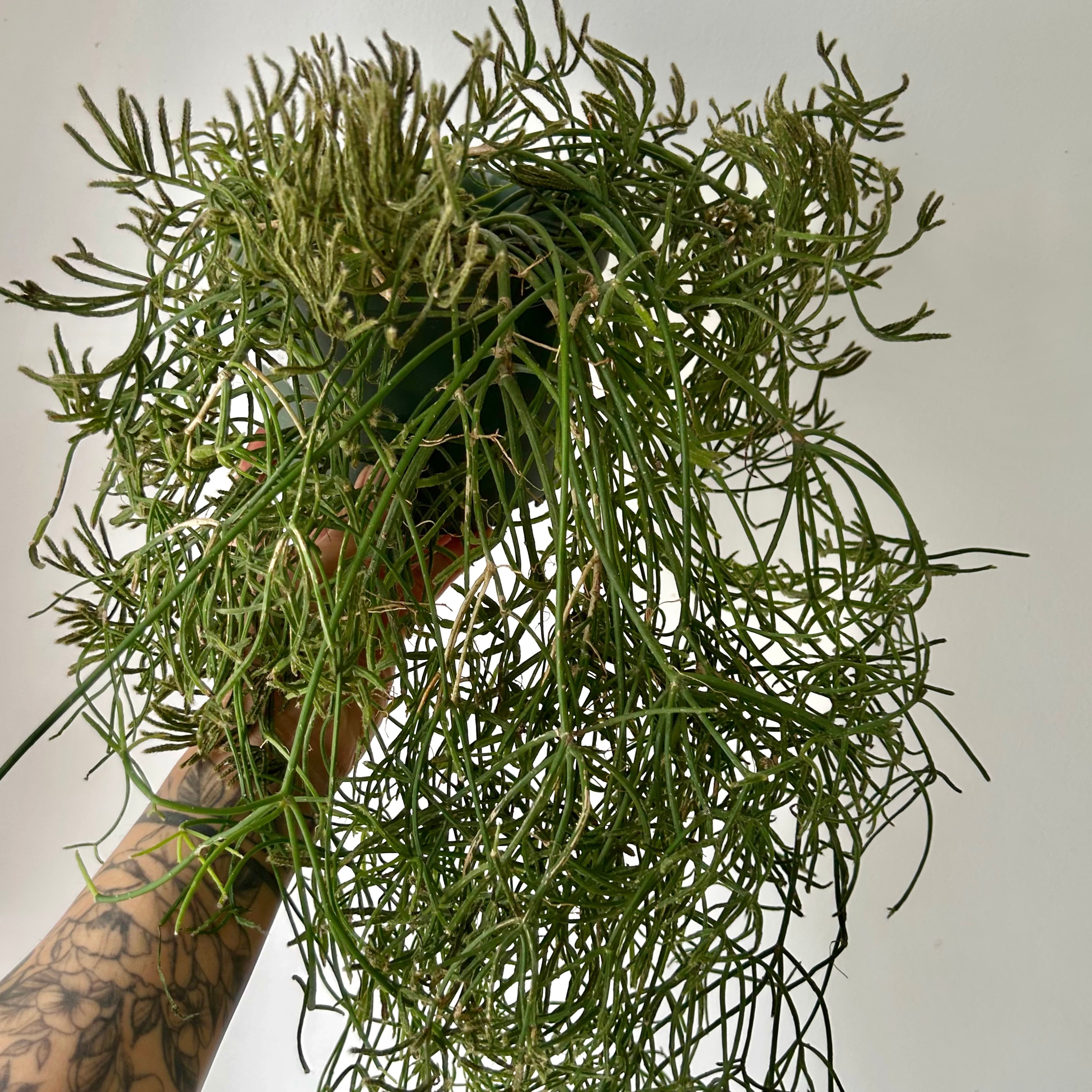 Rhipsalis prismatica 6" pot