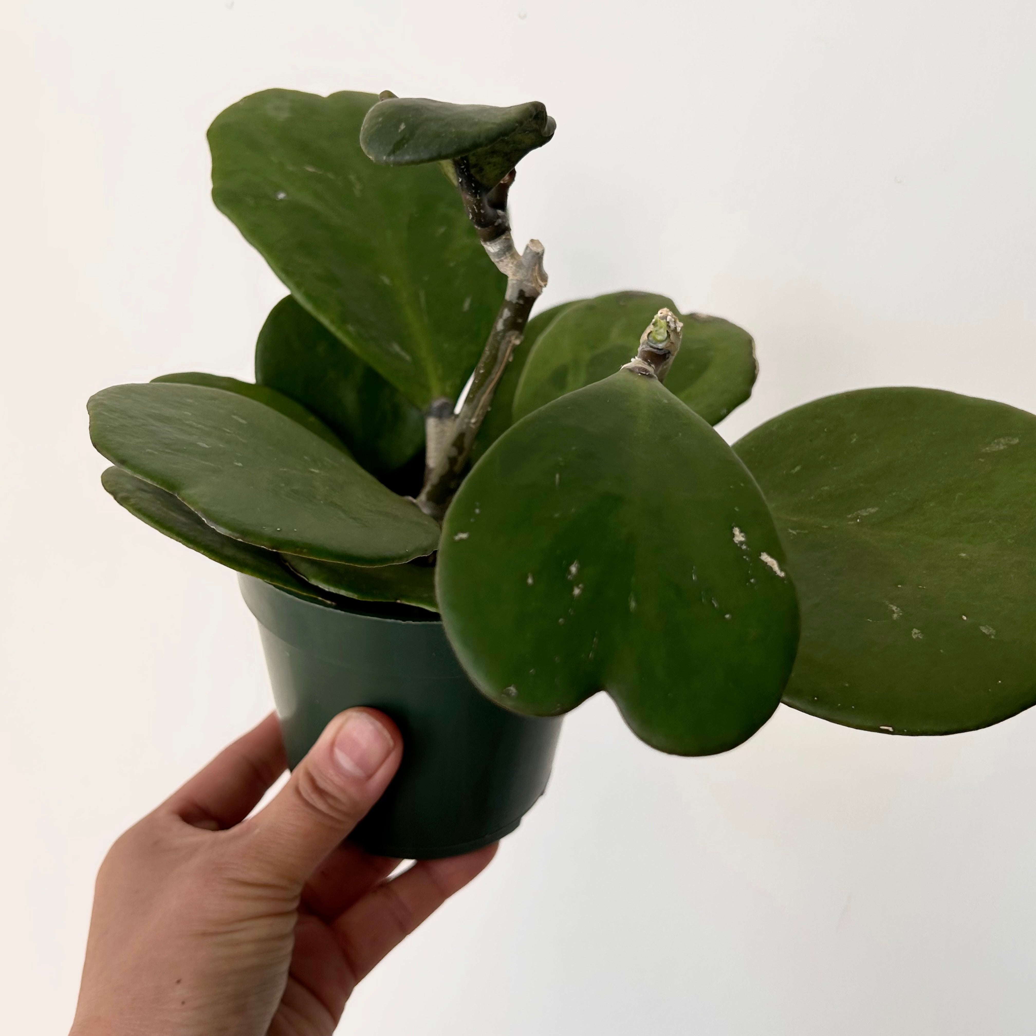 Sweetheart Hoya Vine (kerrii) 4”pot