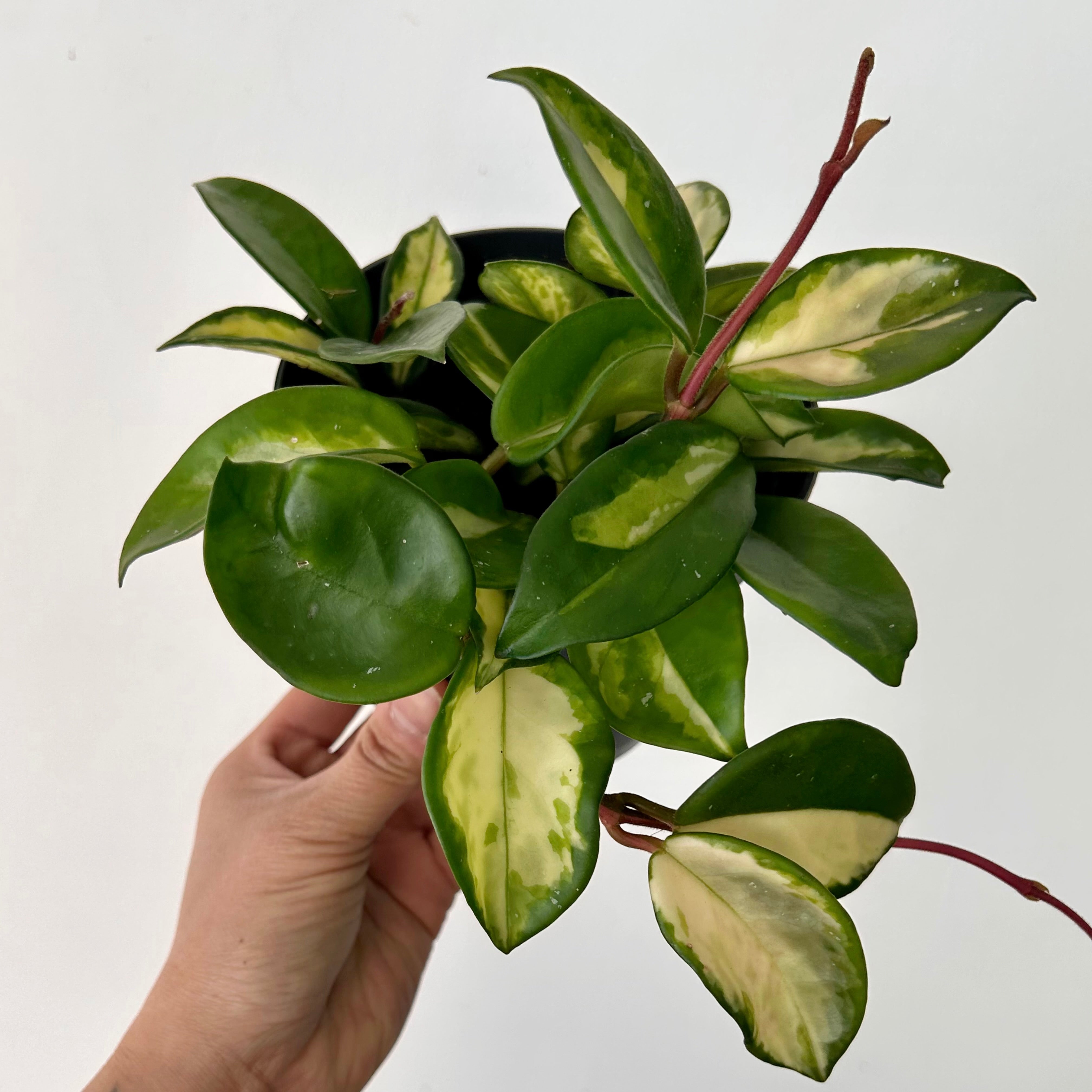 Hoya Tricolour "Krimson Princess" 5”pot