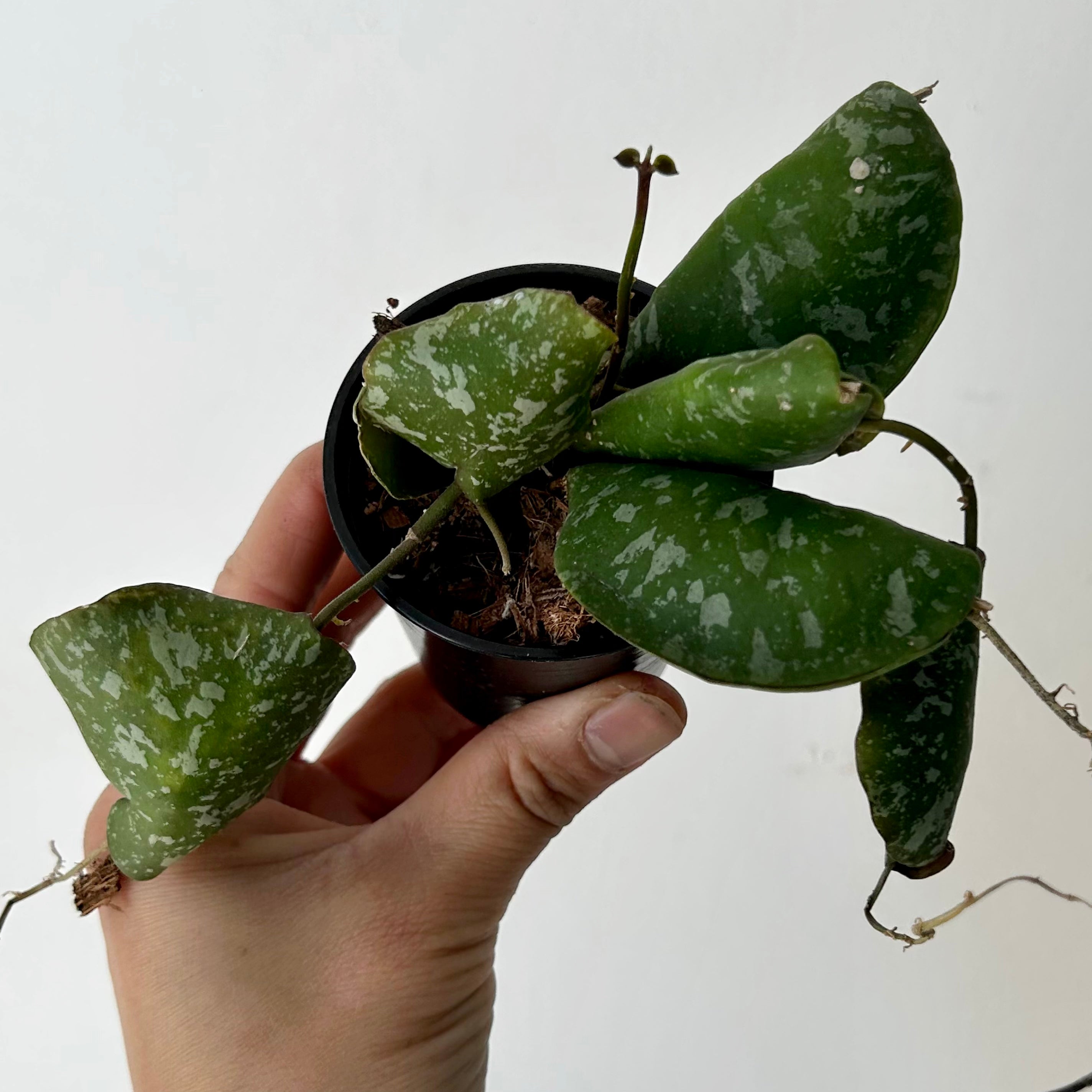 Hoya Imbricata 2.5”pot
