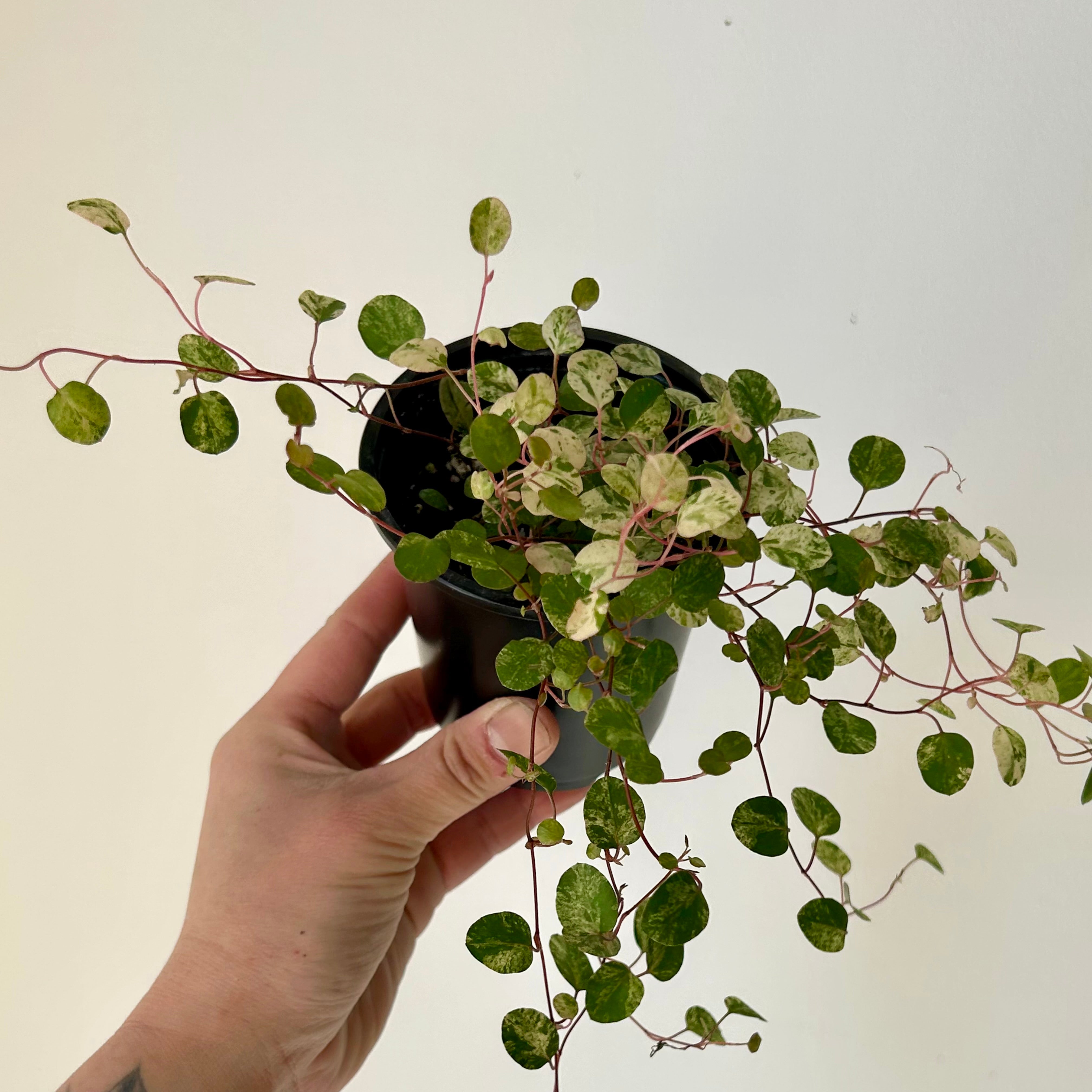 Variegated Angel Vine (Muehlenbeckia) 3.5” pot