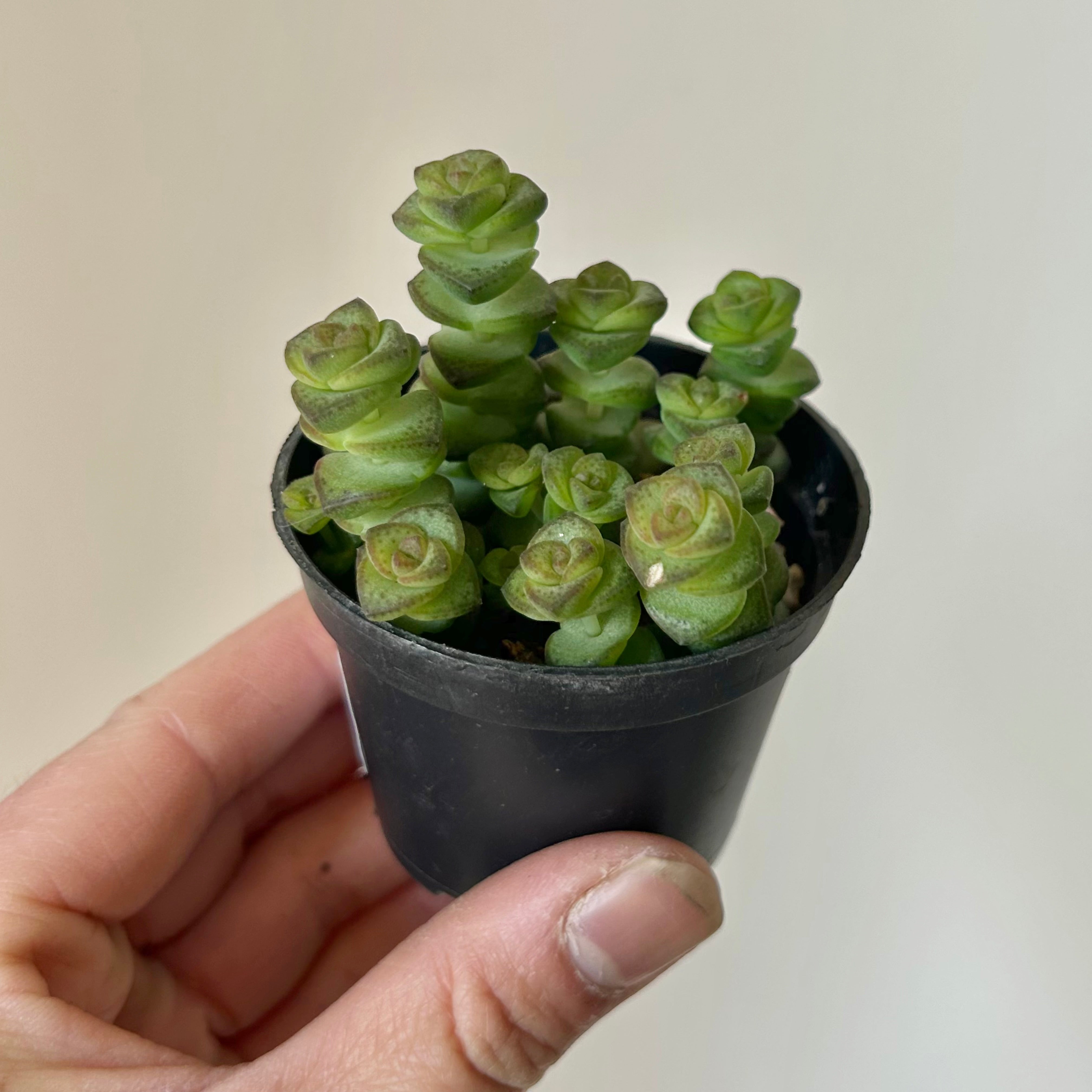 Jade Necklace (Crassula Marnieriana )2.5" pot