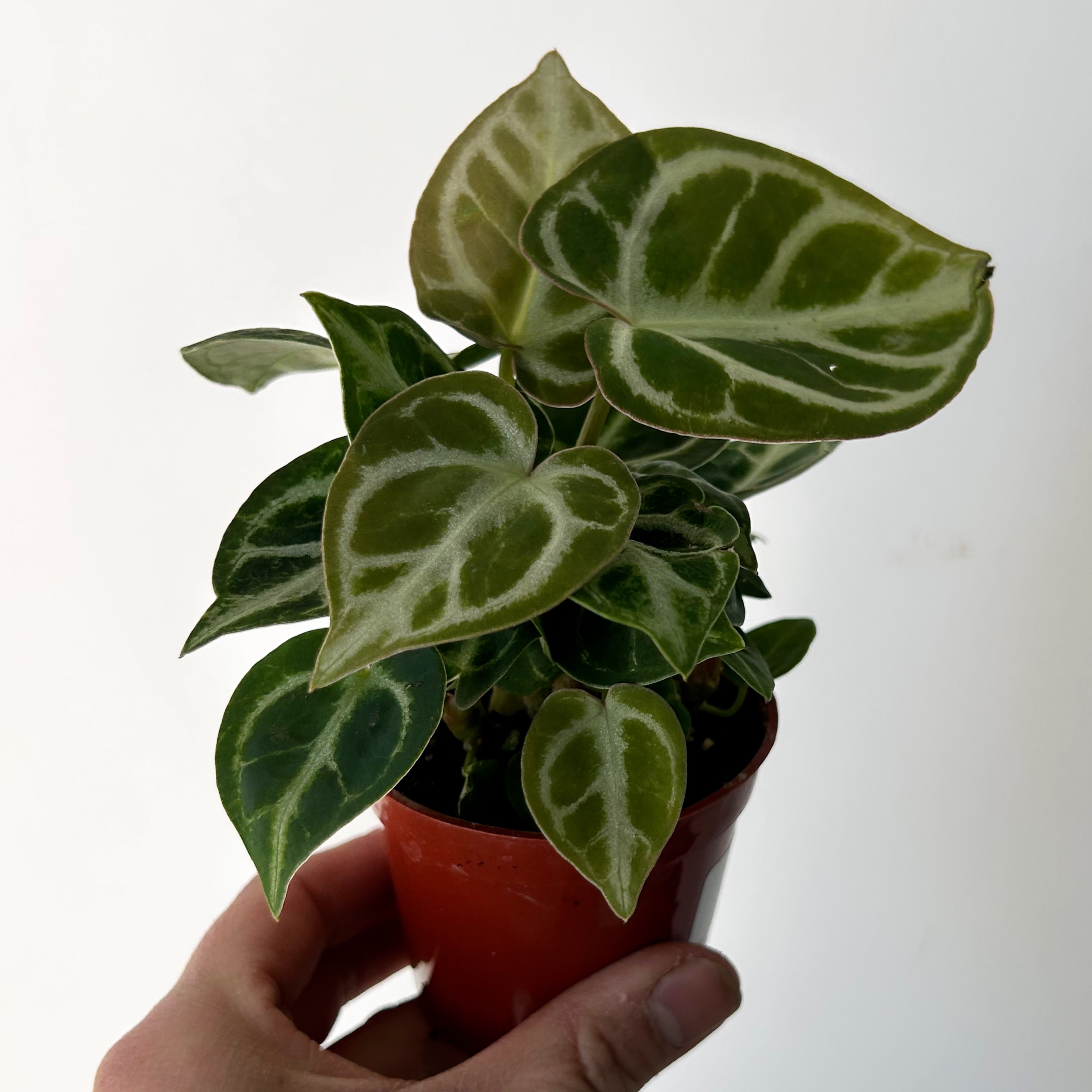 Anthurium dorayaki X 3” pot