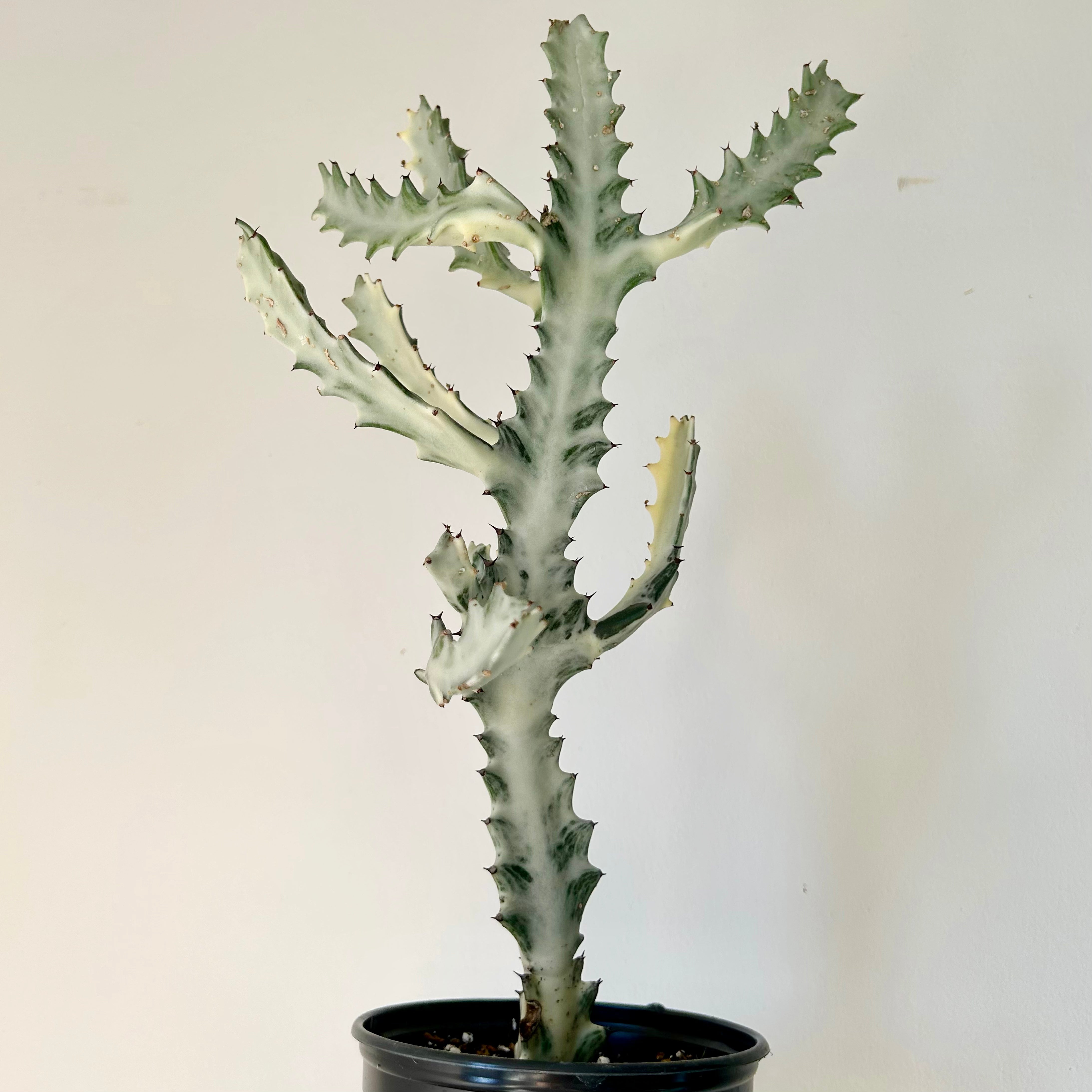 Euphorbia Lactea “White Ghost” approximately 18 inches tall in 5” pot