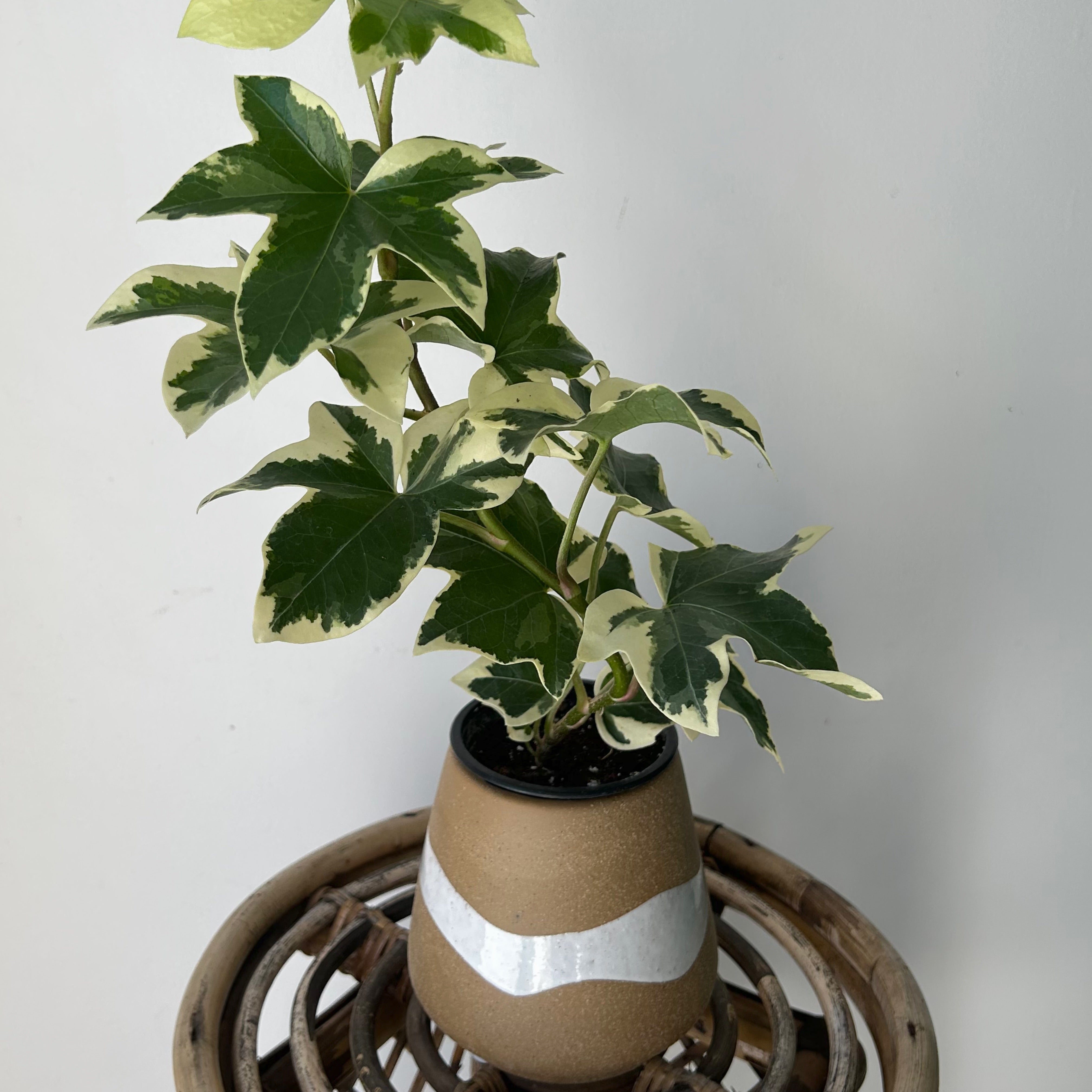Variegated Tree Ivy Hybrid (xFatshedera lizei) 3.5” pot