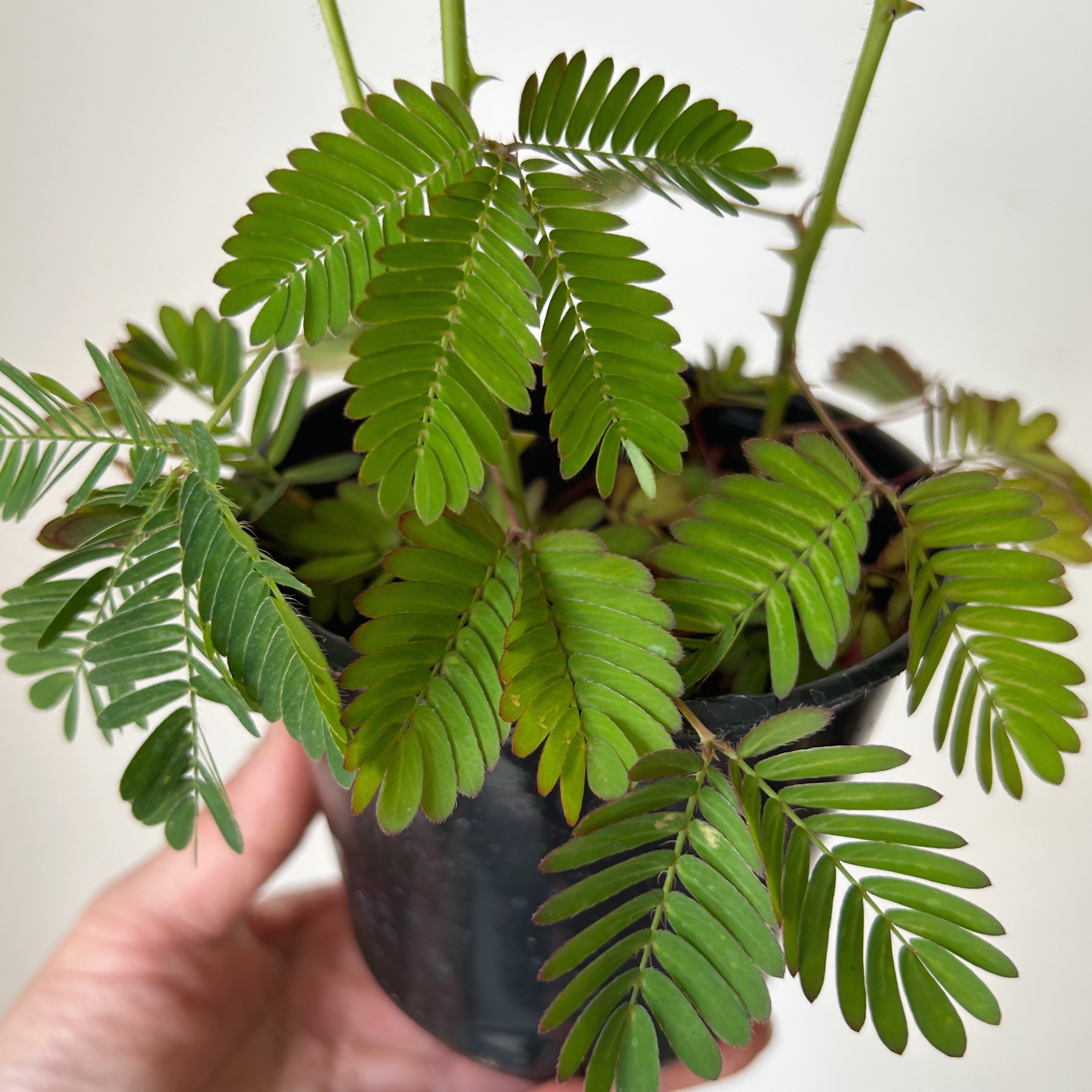 Sensitive Plant (Mimosa Pudica)  4" pot