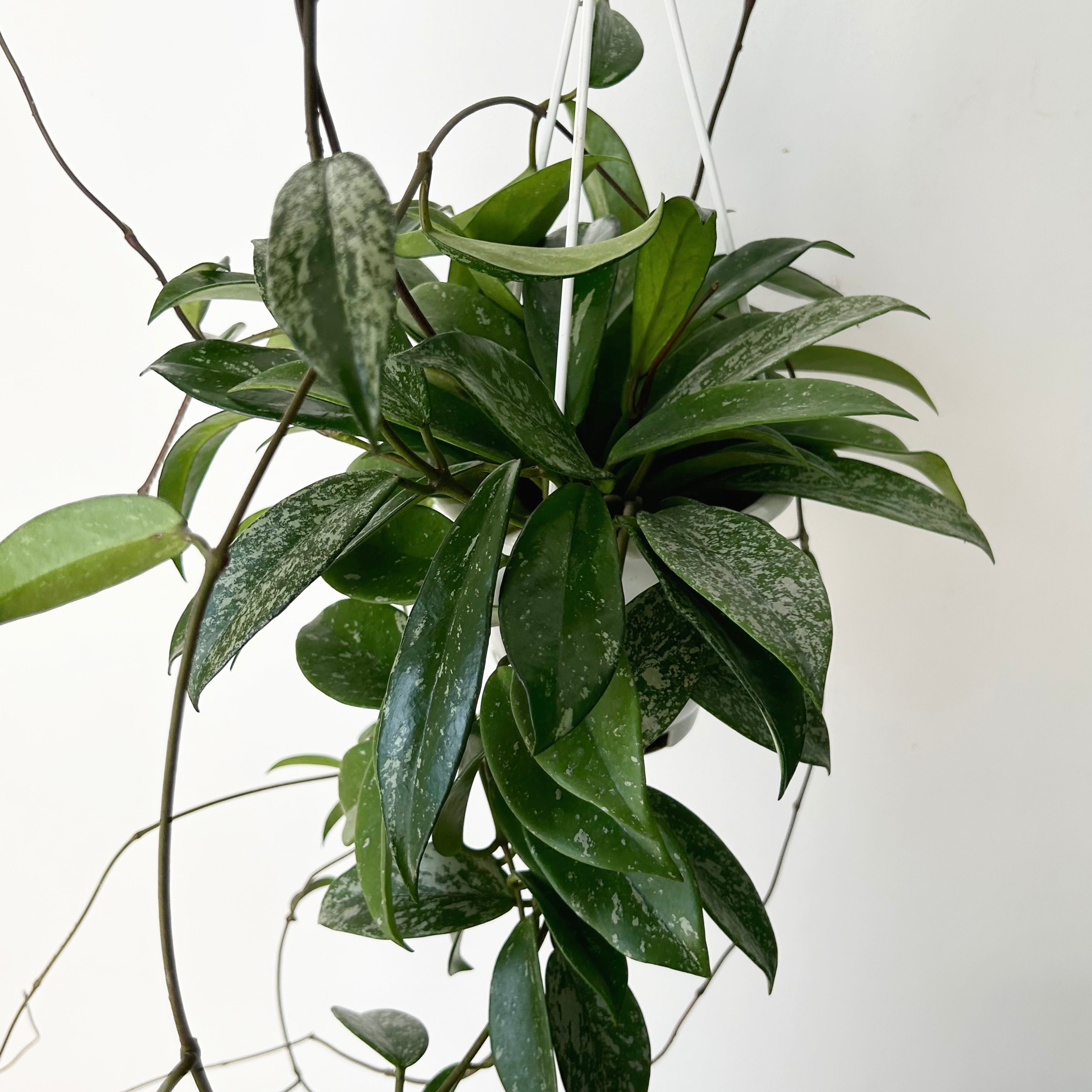 Hoya pubicalyx 6”hanging basket