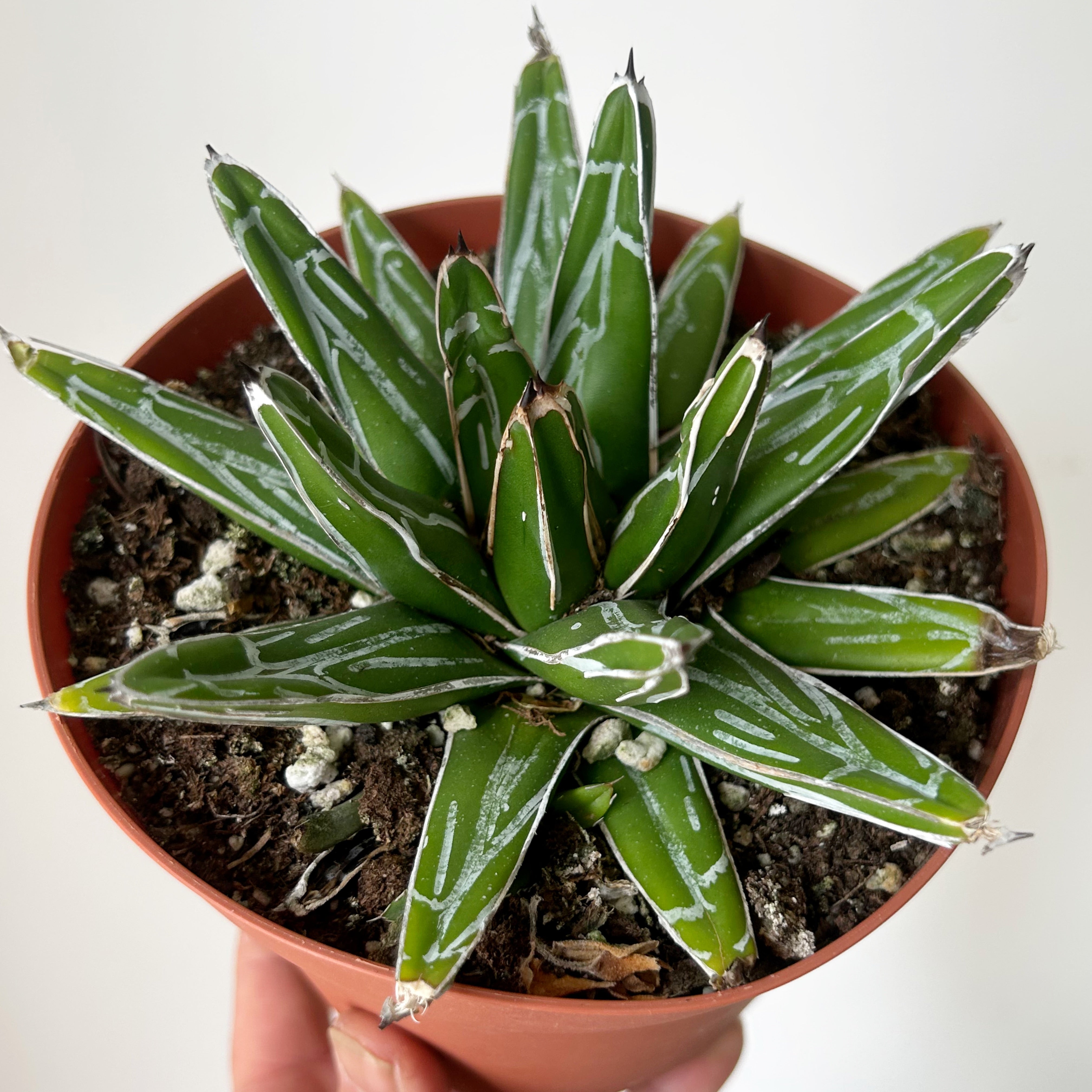 Queen Victoria Agave 6” pot