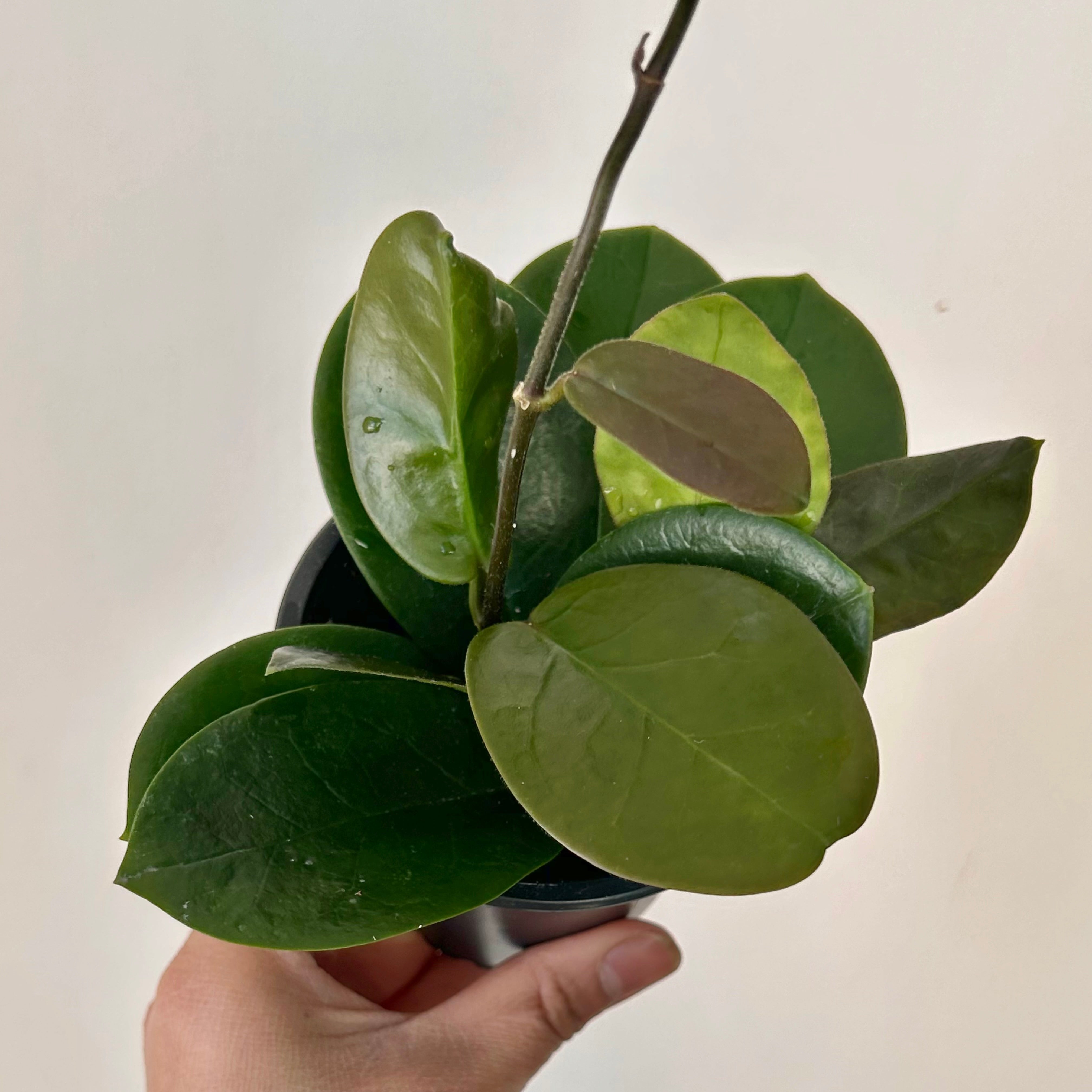 Hoya australis 3.5” pot