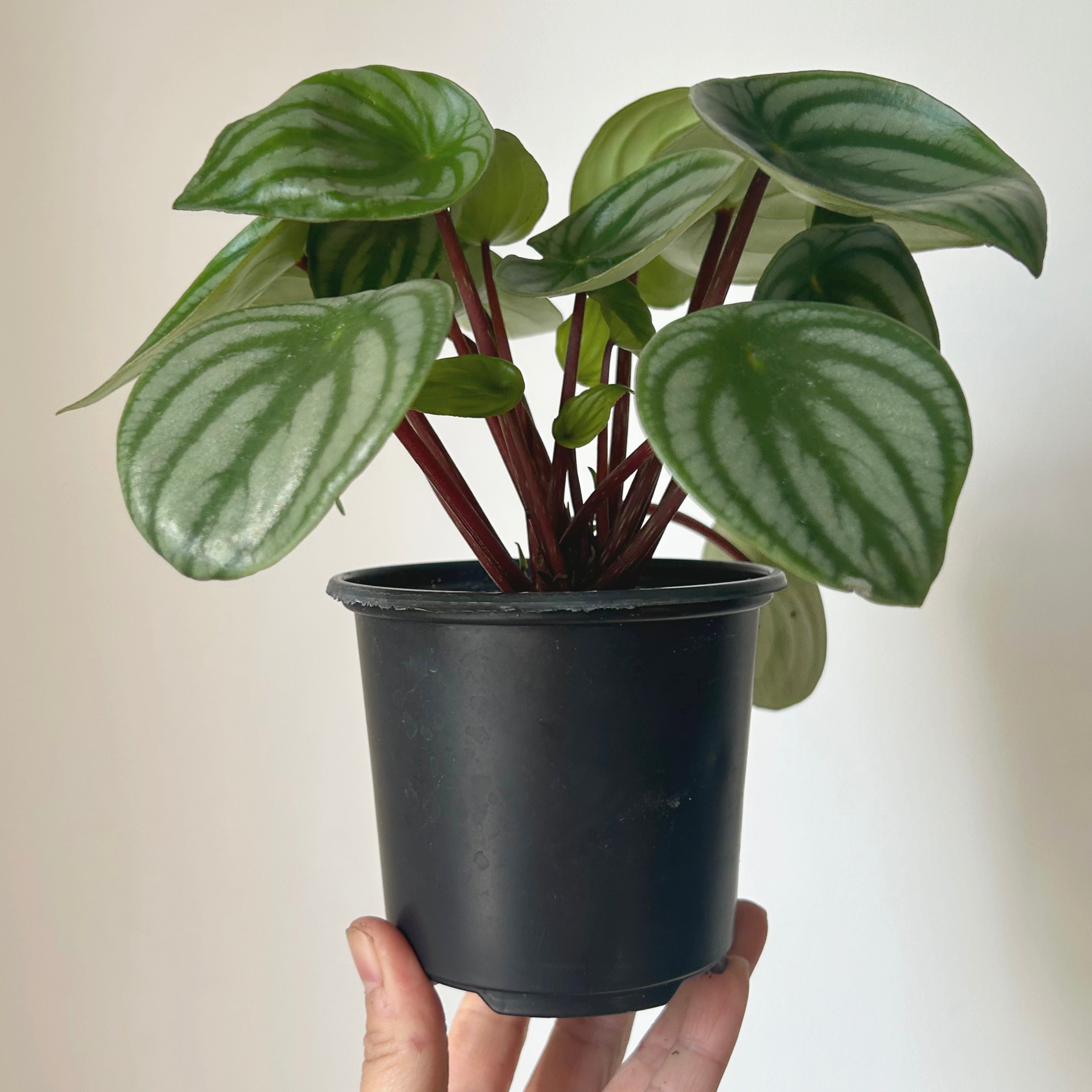 Peperomia "Watermelon" (Argyreia) 4”pot