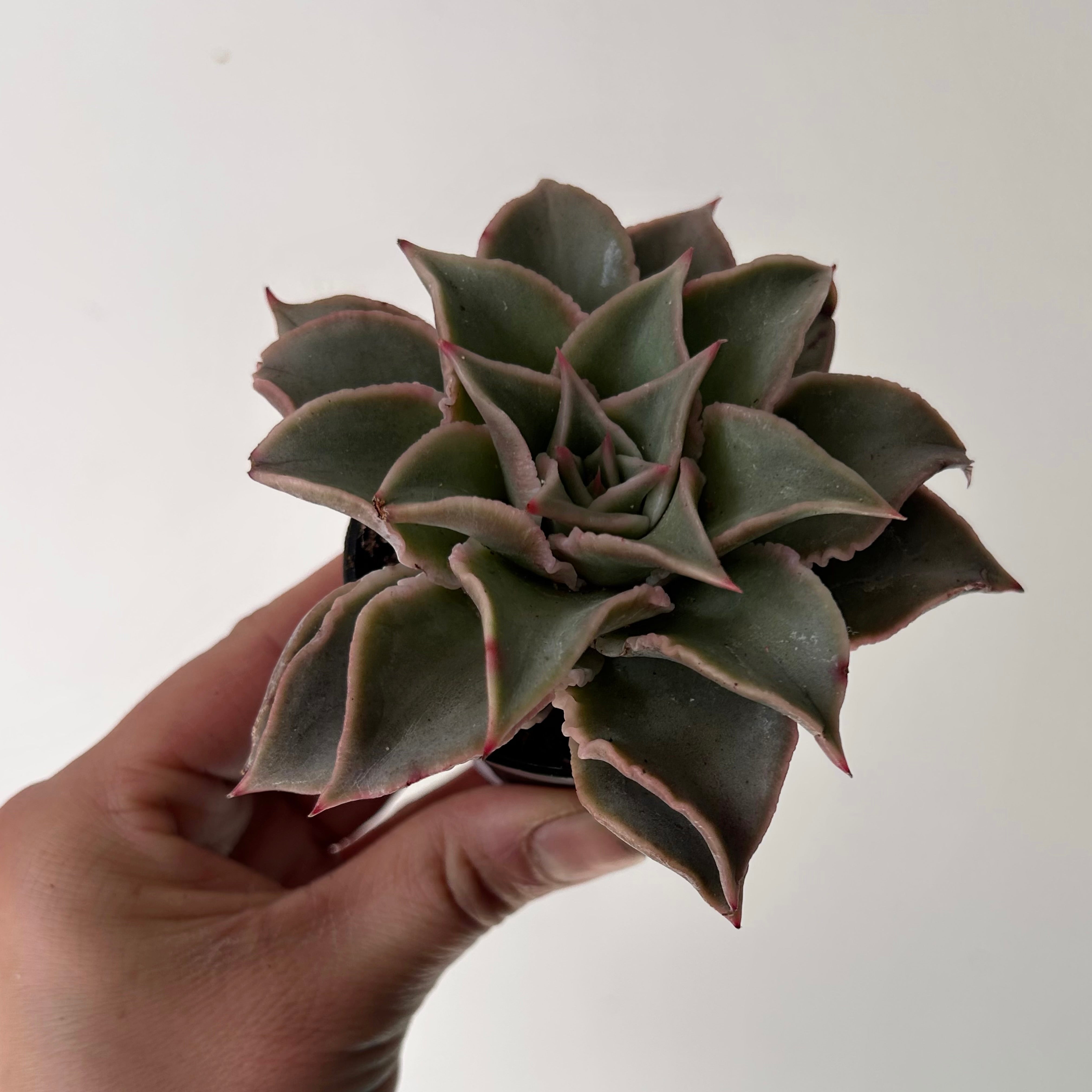 Echeveria mandiba 2.5" pot