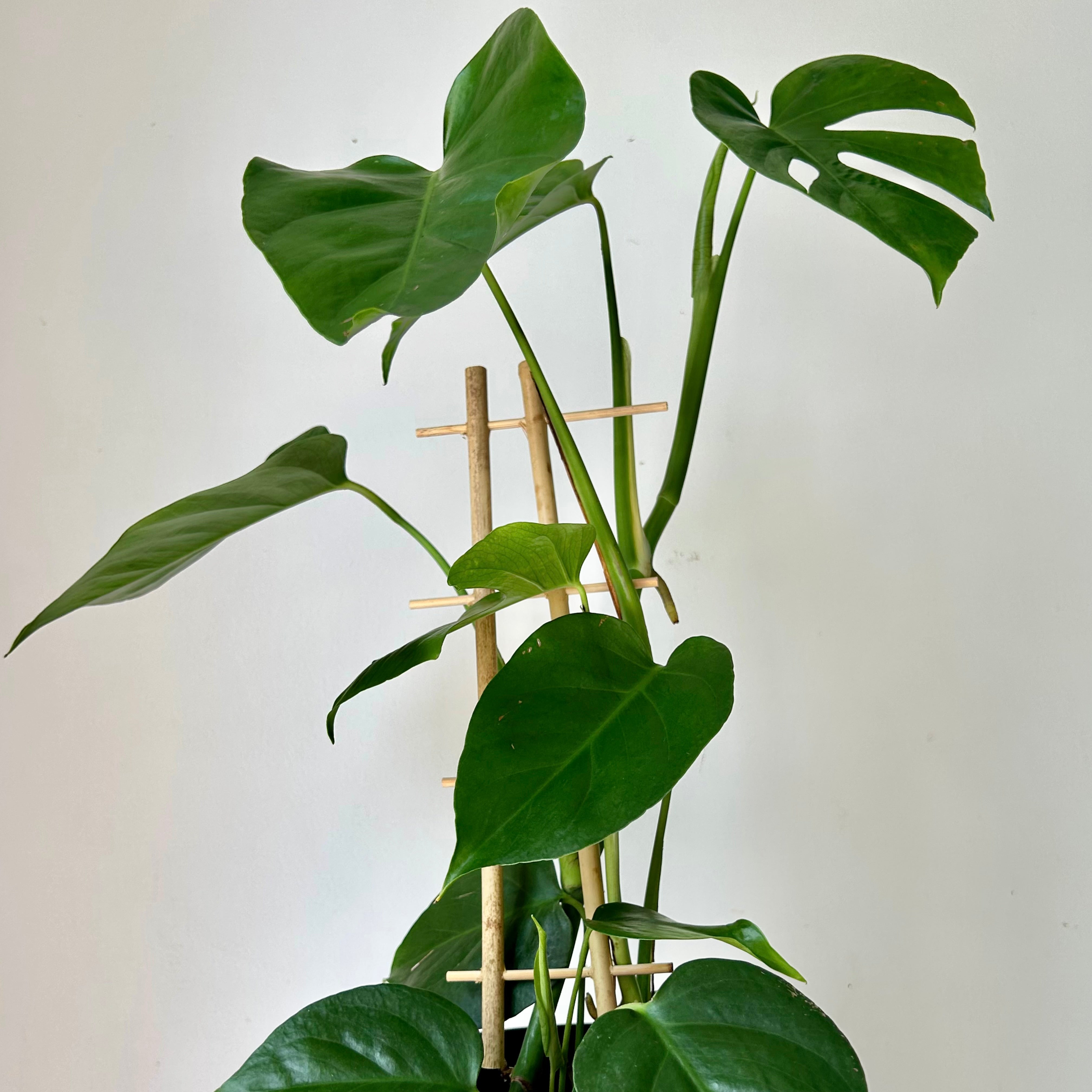 Monstera deliciosa “Sierrana” on trellis in 6”pot