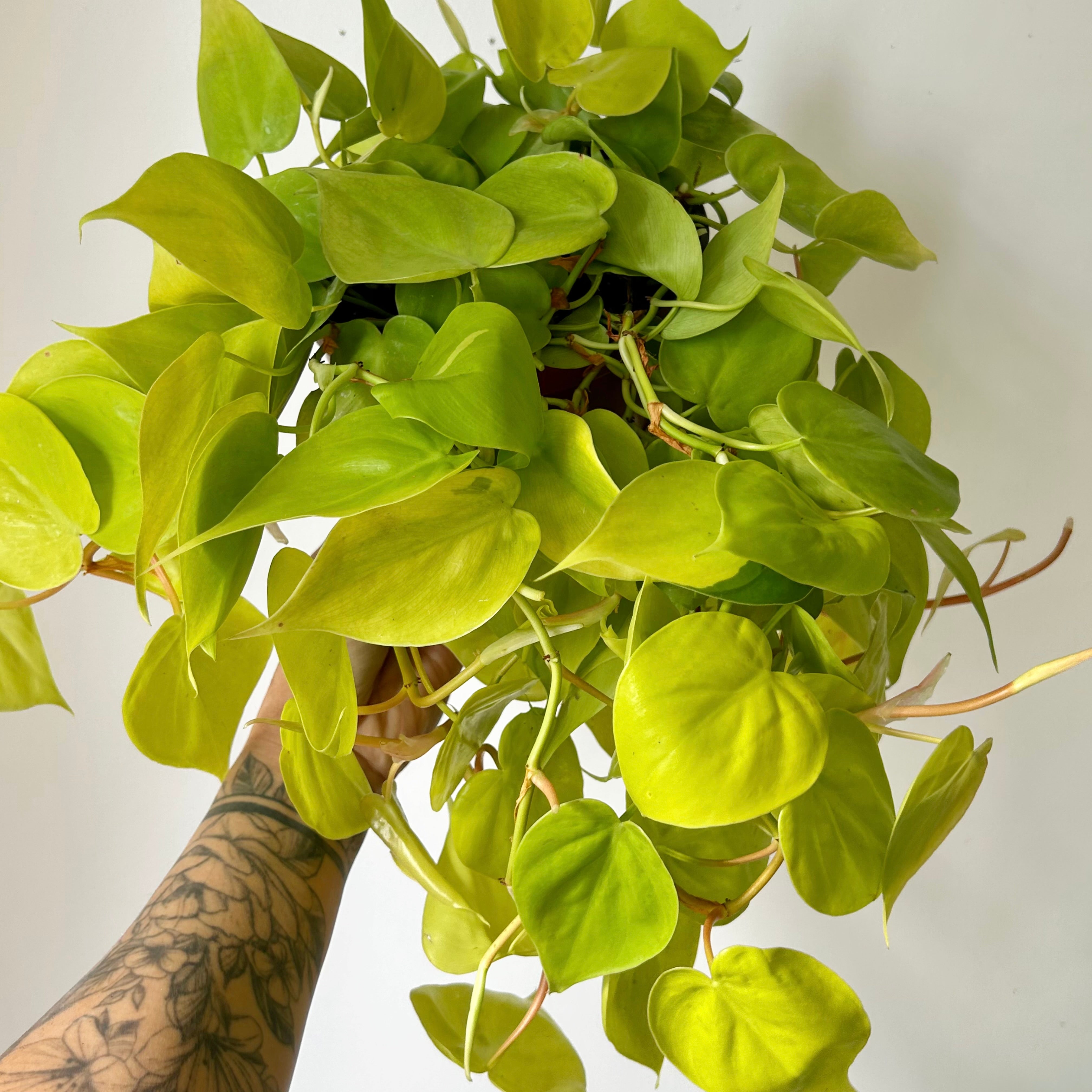 Philodendron Hearteaf Cordatum"Lemon Lime " 6”  pot
