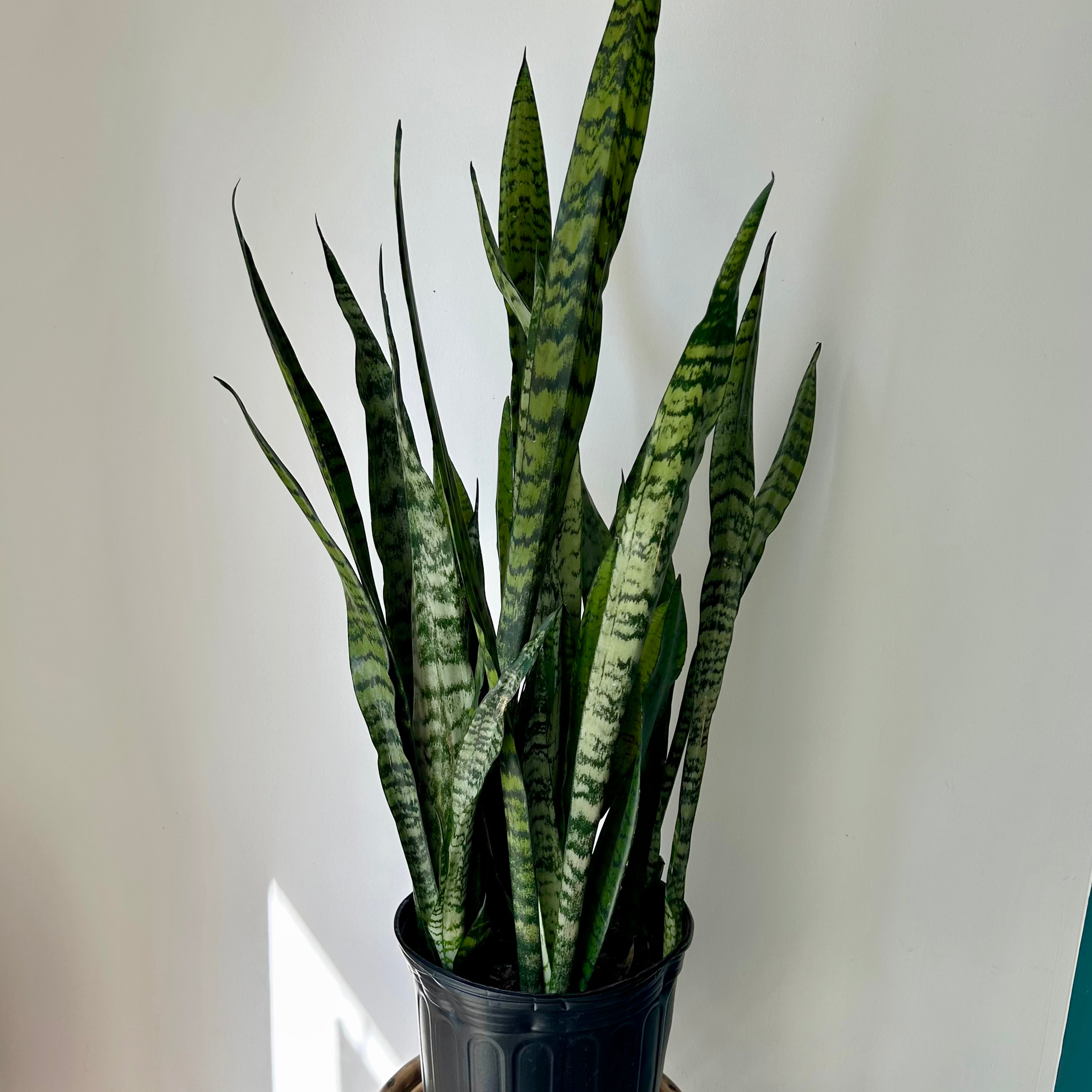 Sanseveiria zeylanica approximately 4 ft tall in 10” pot